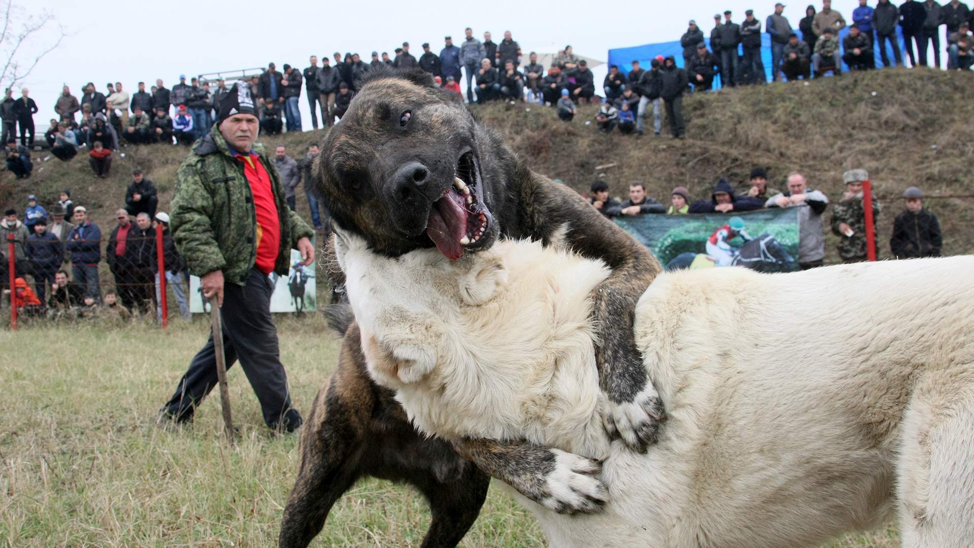 Волкодав против алабая