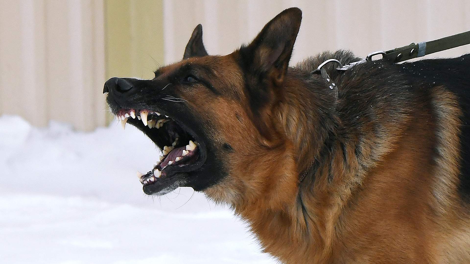 Перелом передней или задней лапы у собаки - что делать, признаки, лечение и восстановление