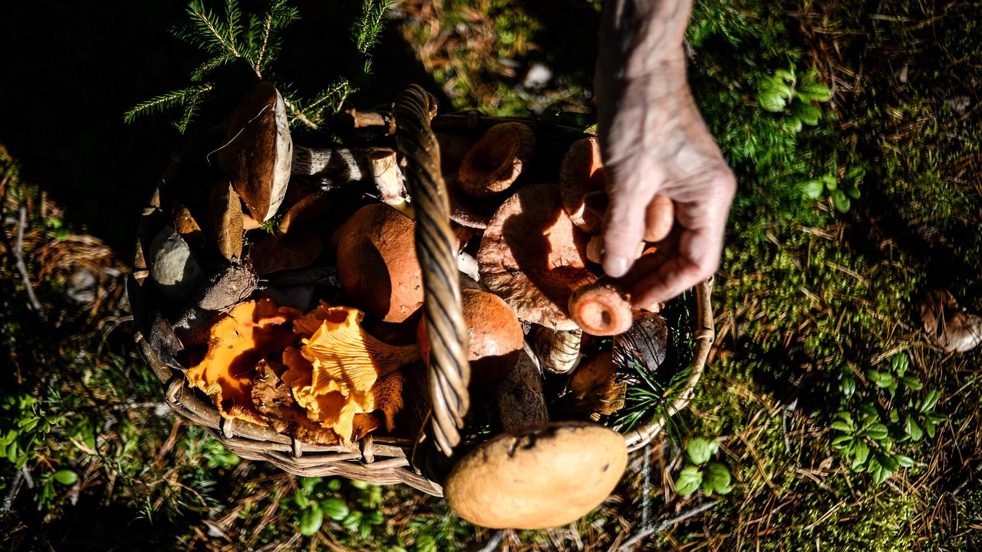 Грибники собирают грибы в лесу