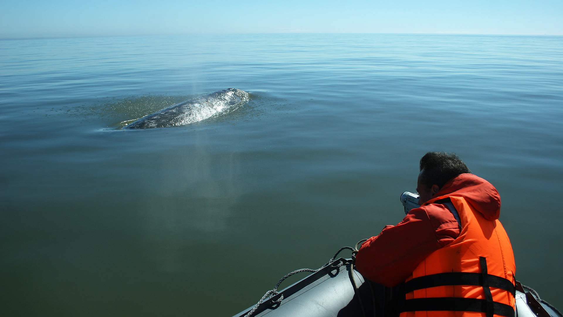 Кит в сетях. Гренландский кит Охотское море. Охотское море киты. Серые киты Сахалина. Спасение кита в Охотском море.