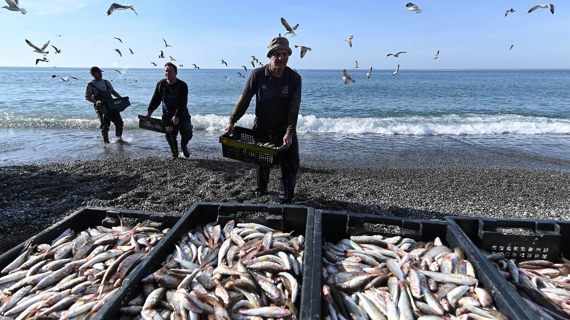 Сельдь под санкциями: что будет с рыбой и морепродуктами | Статьи | Известия