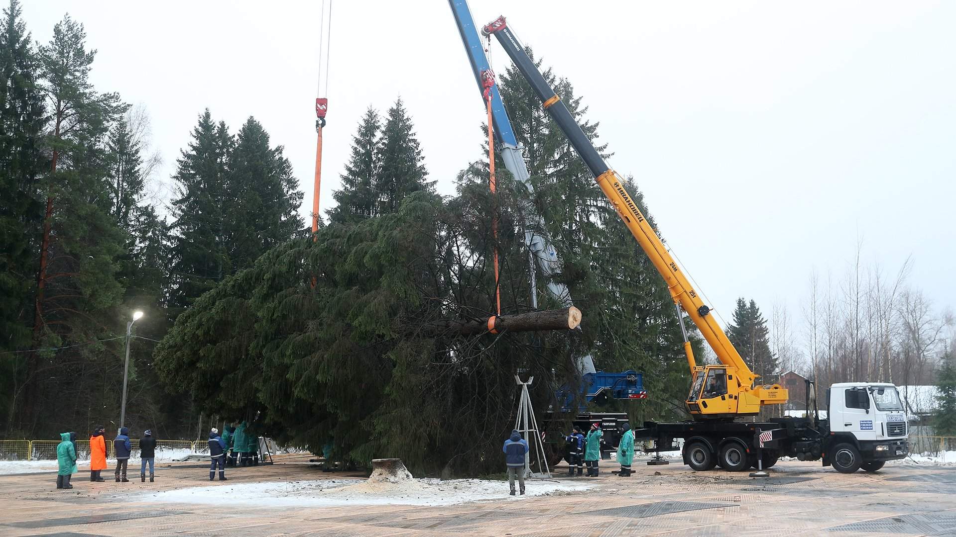 Что делают с елками после праздников в Германии