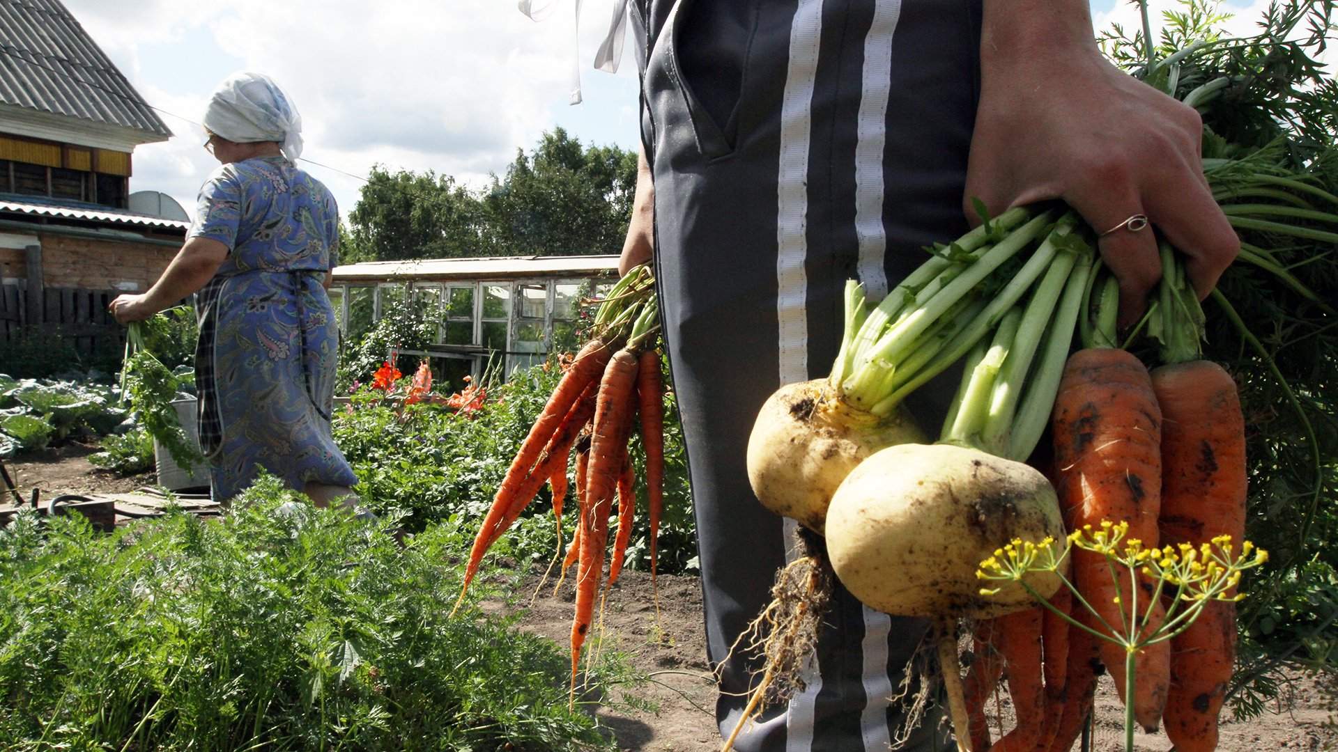 Какими продуктами россияне травятся на даче