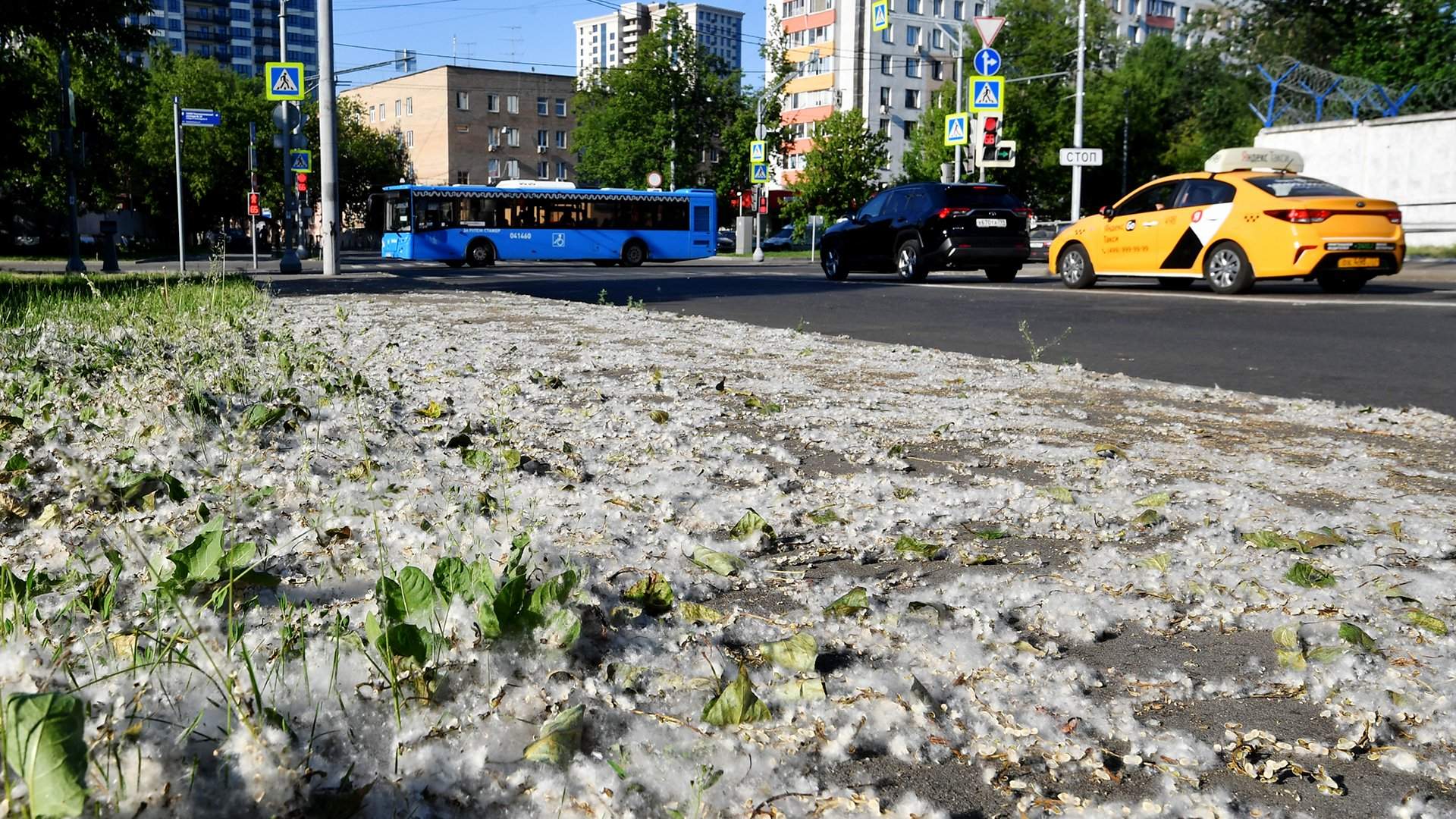 Тополиный пух: как убирать, как проявляется аллергия, что будет за поджог  пуха