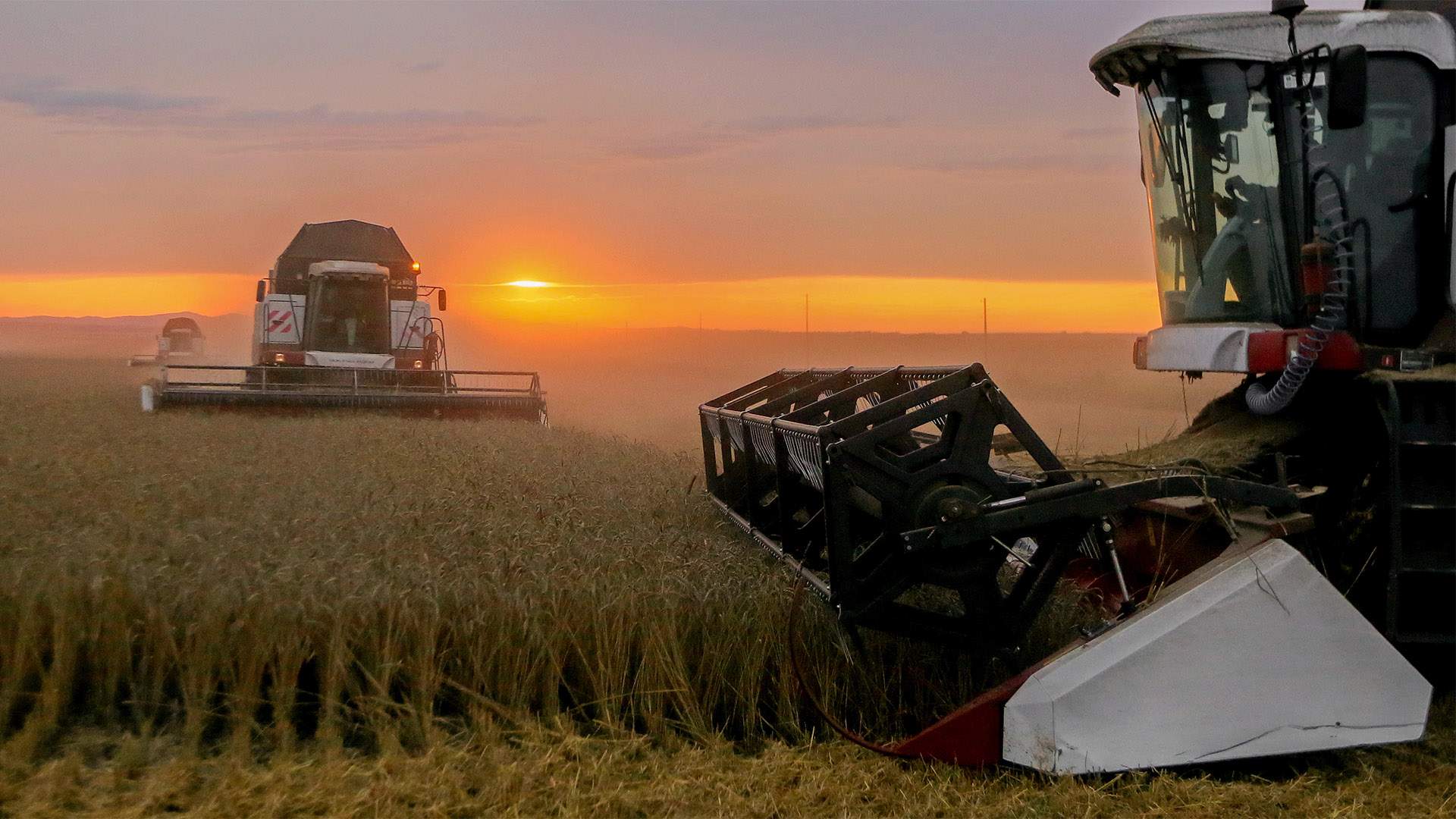 Зачем Белоруссия закупает российское зерно