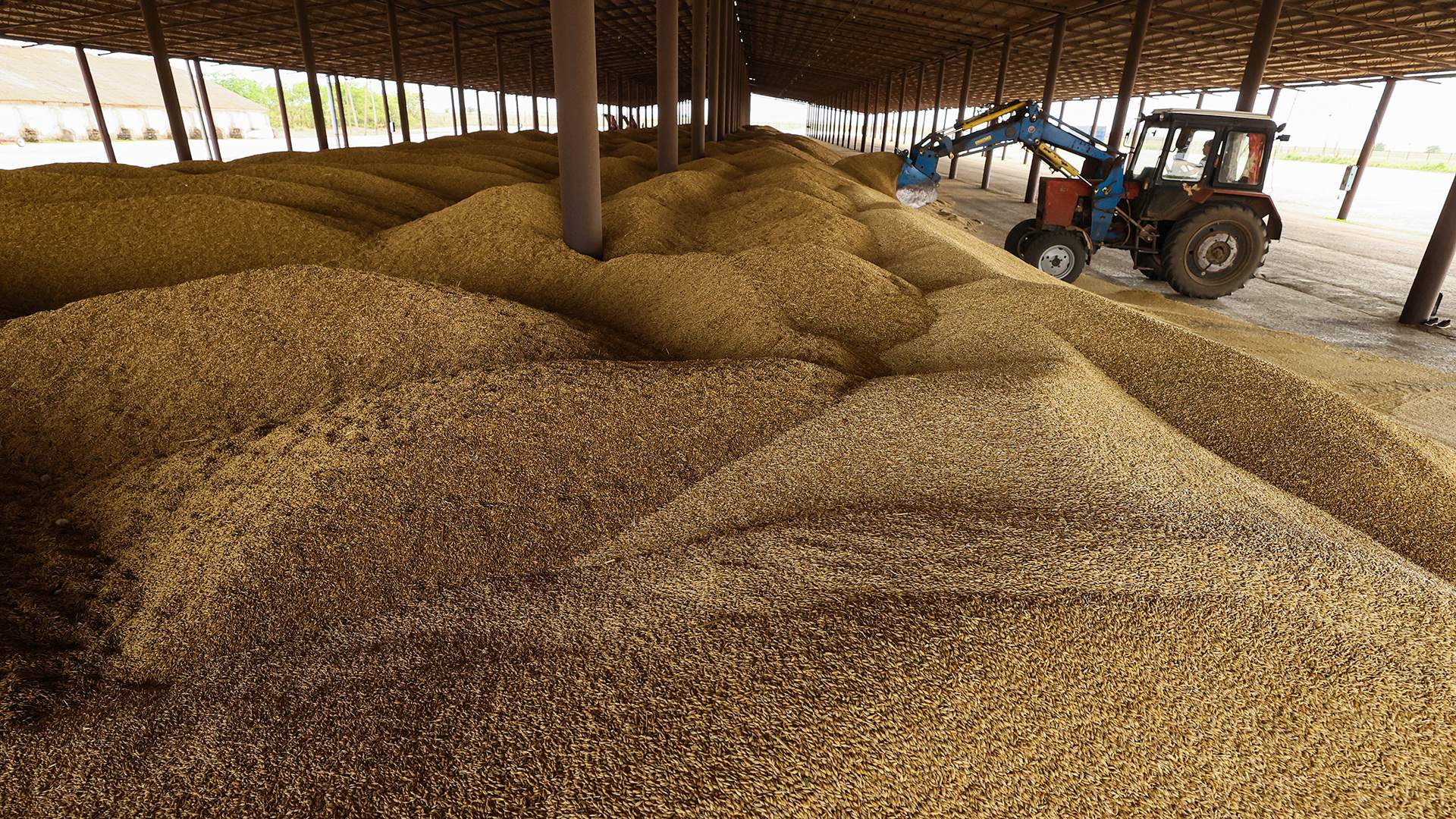 1 5 млн тонн. Поставки зерна. Урожай зерна. Экспорт зерна. Отгрузка зерна.