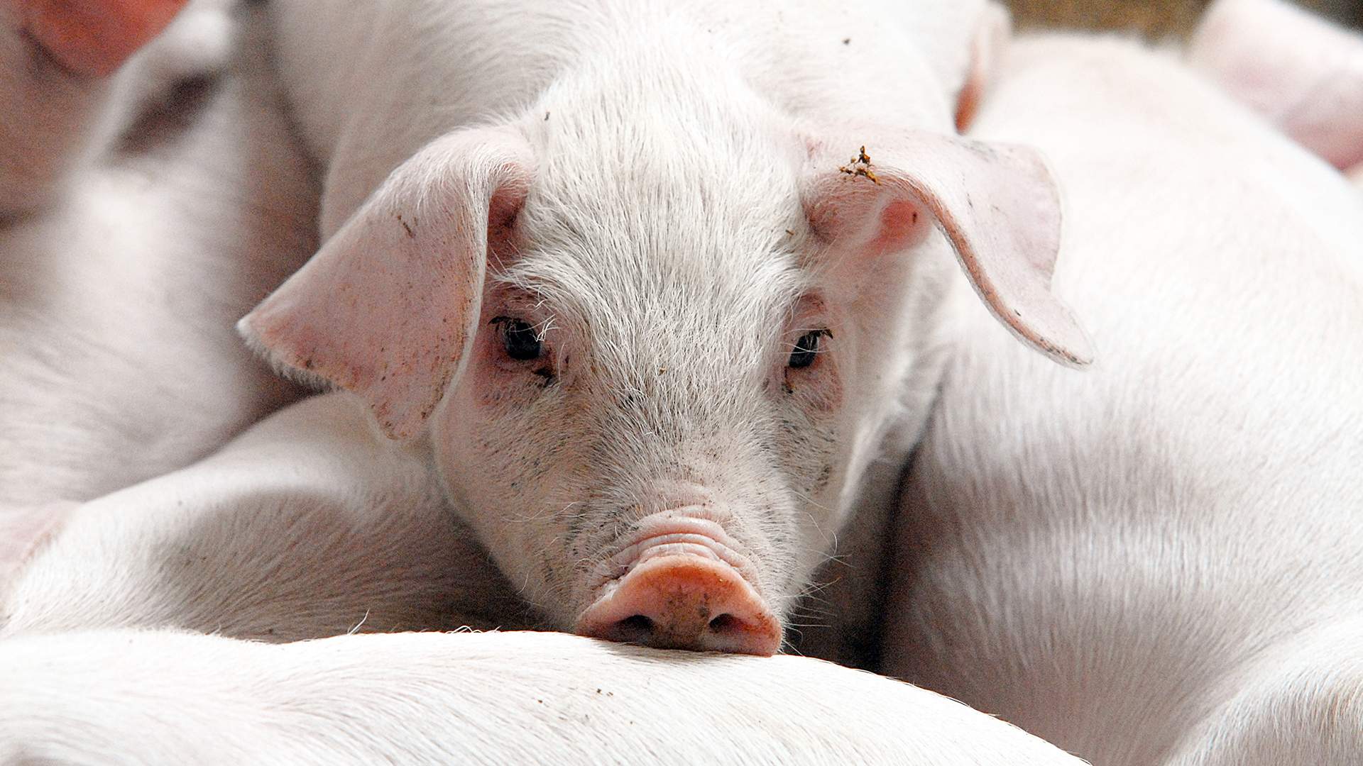 Глисты у свиней: симптомы и лечение, фото
