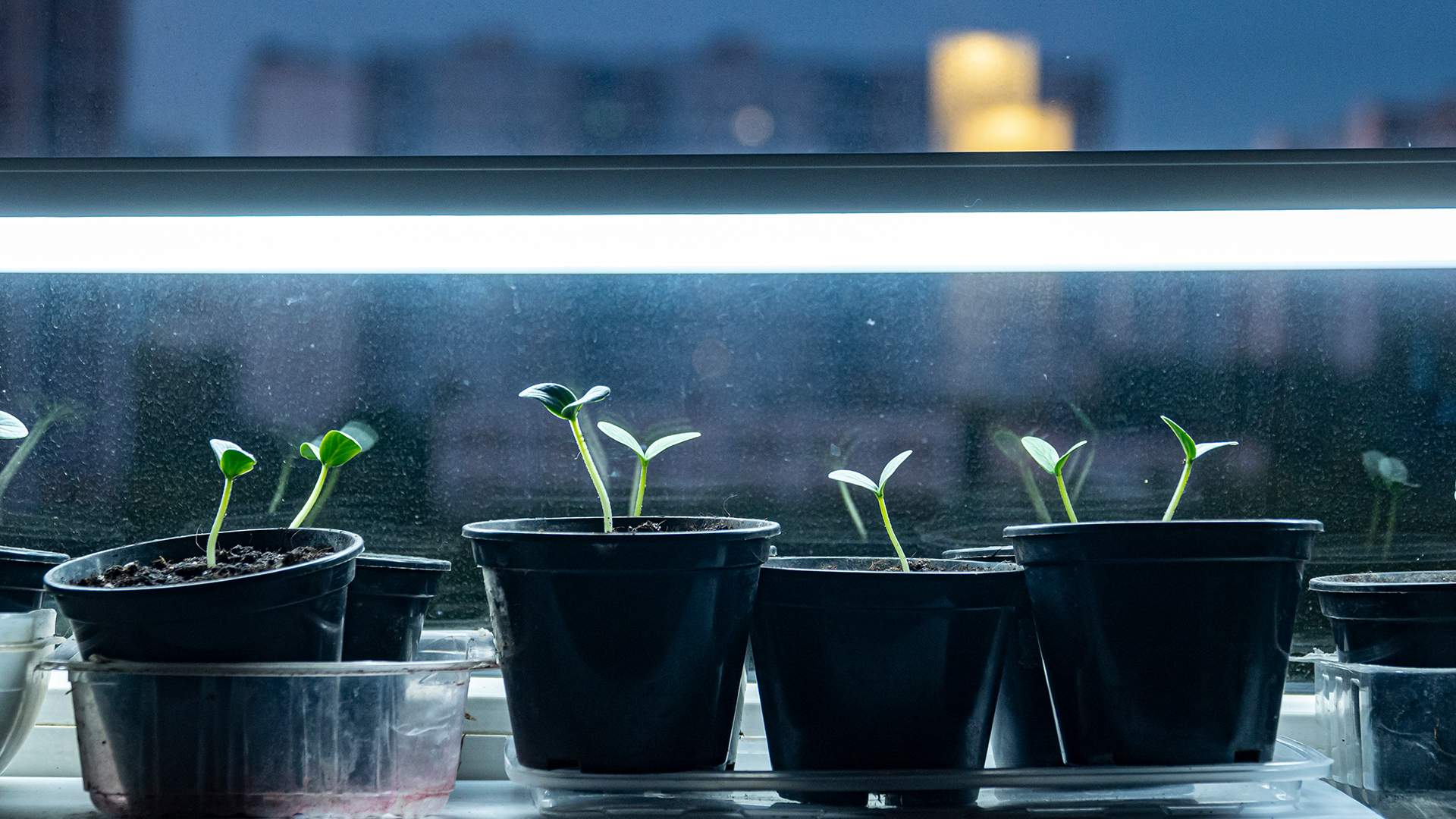lunar-sowing-calendar-for-february-2025