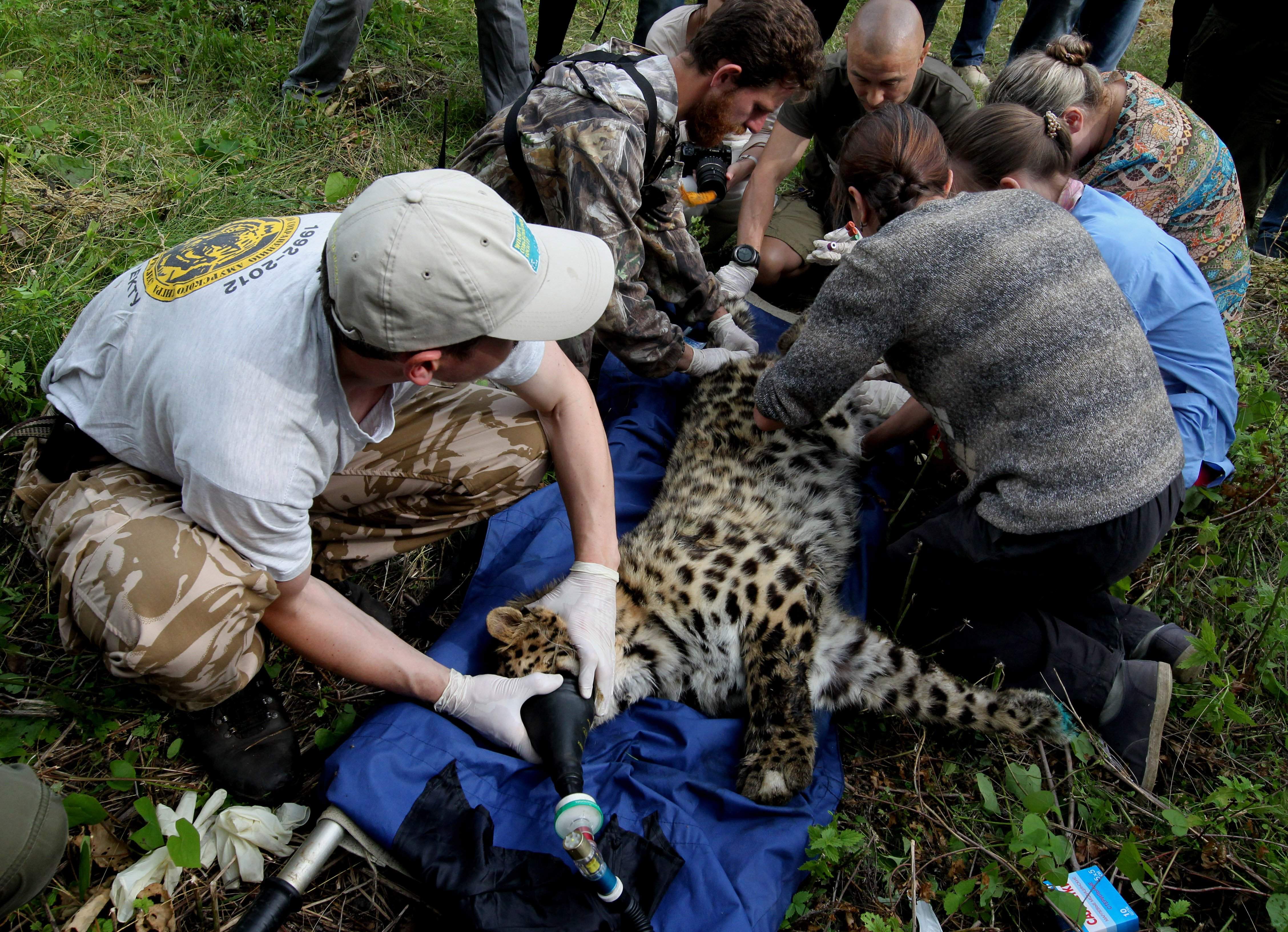 Дальневосточный леопард браконьерство
