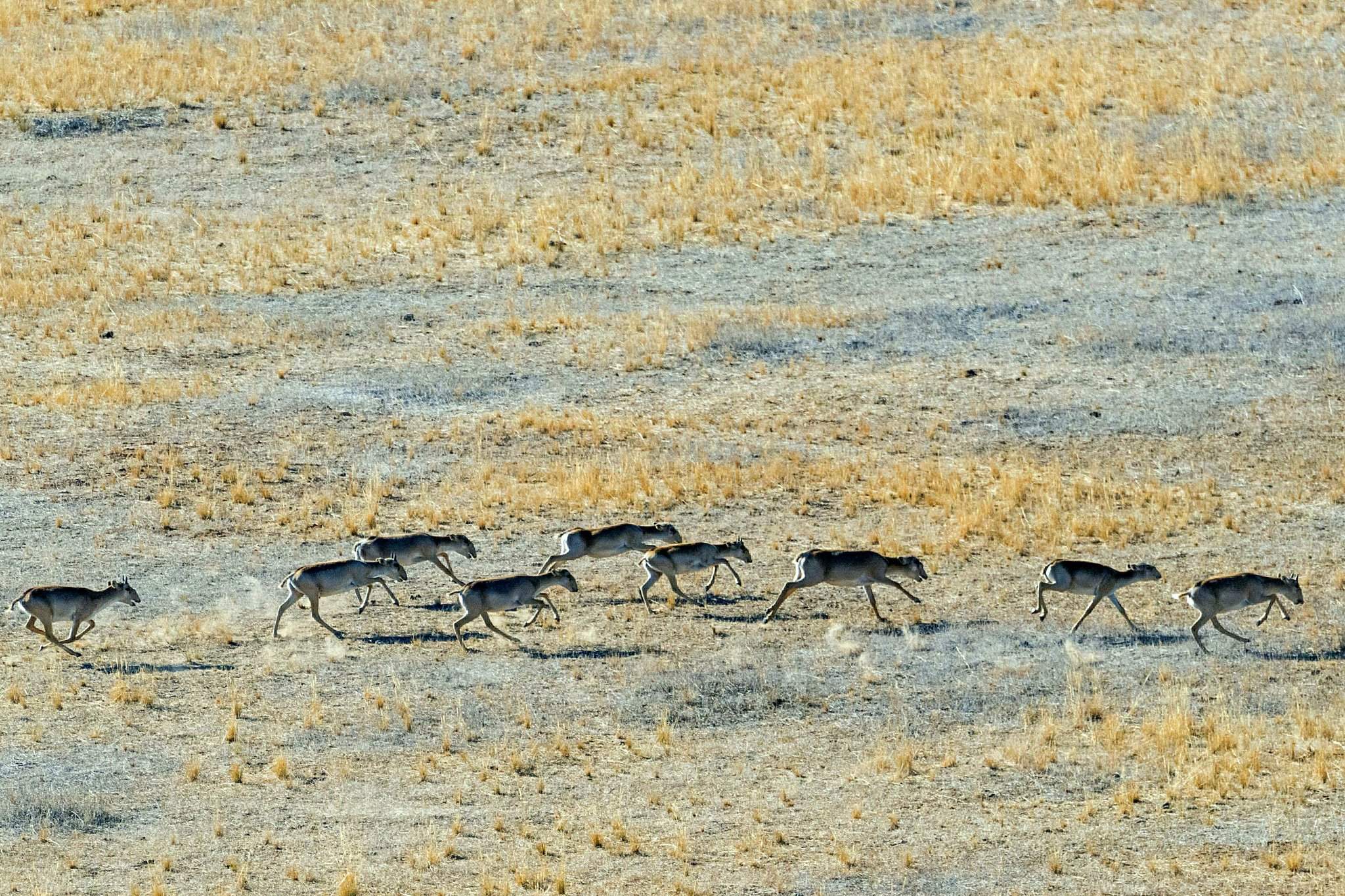 Миграция сайгаков в Казахстане