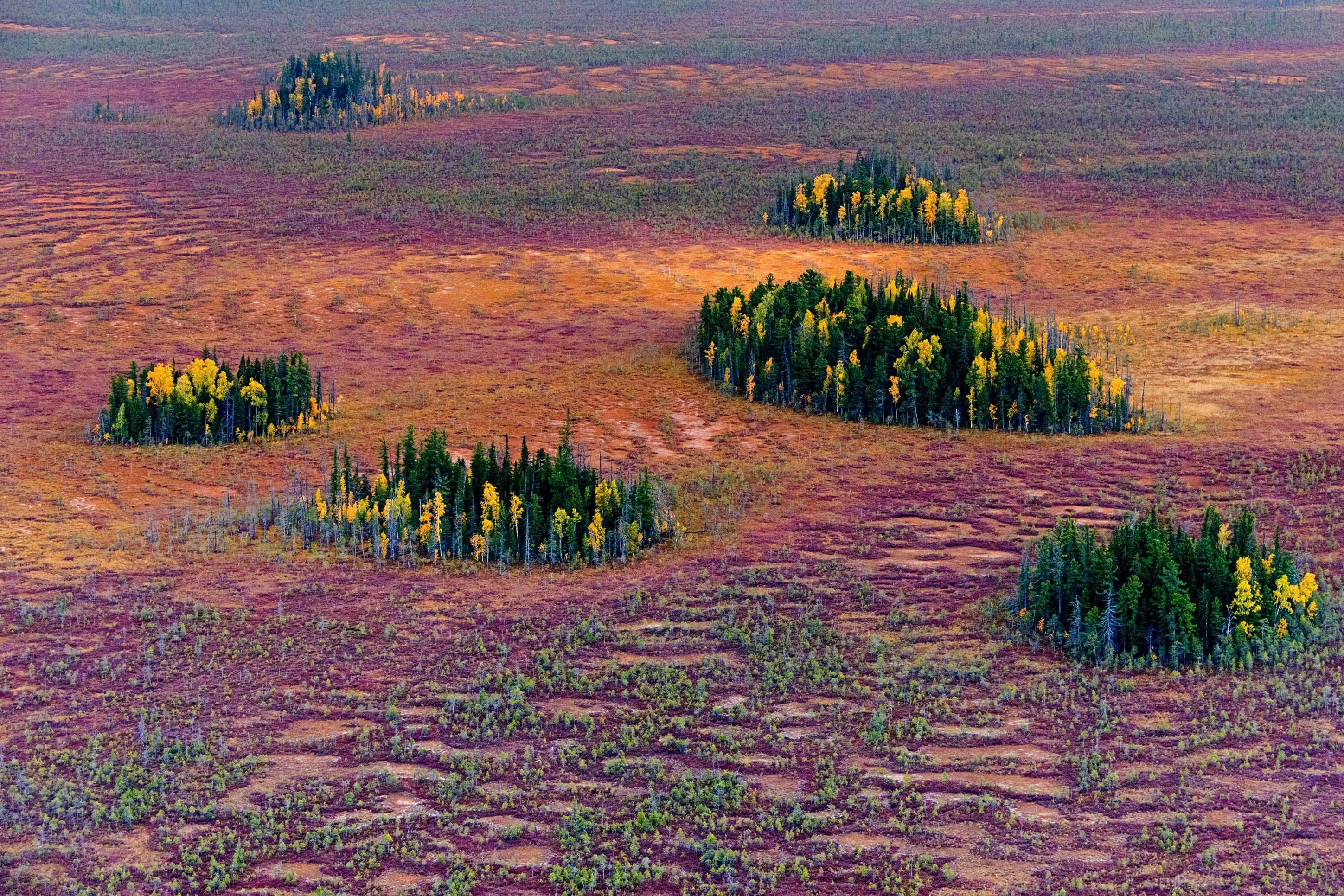 Степное болото. Южная кустарниковая тундра. Тундра Западно-сибирской равнины. Тазовская тундра. Растительность тайги Западной Сибири.