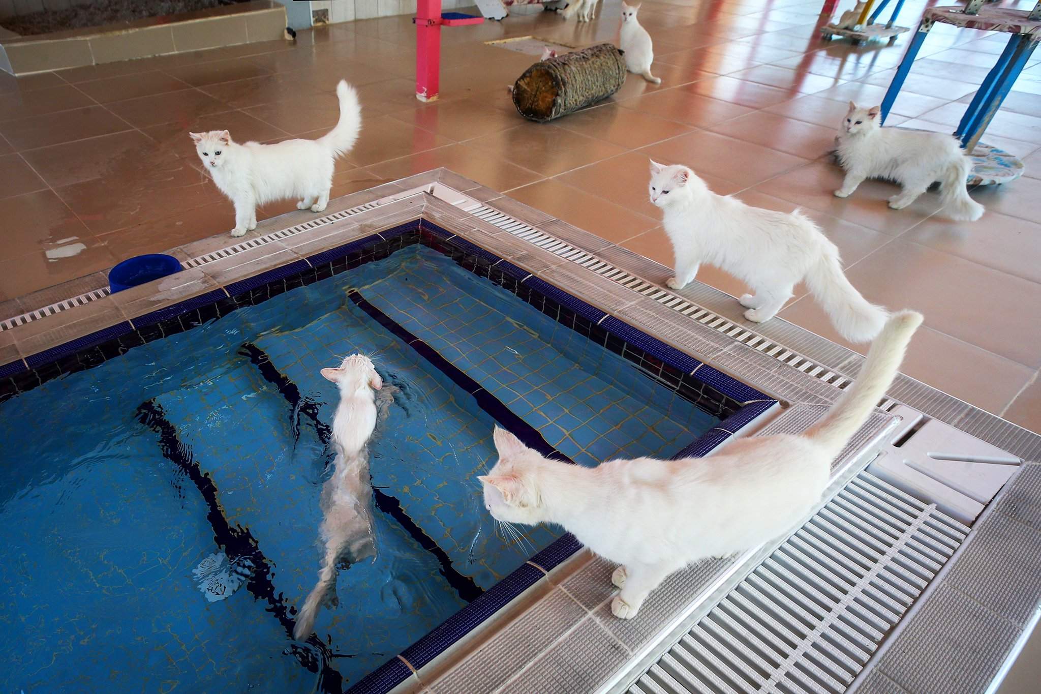 кошки озера ван в турции
