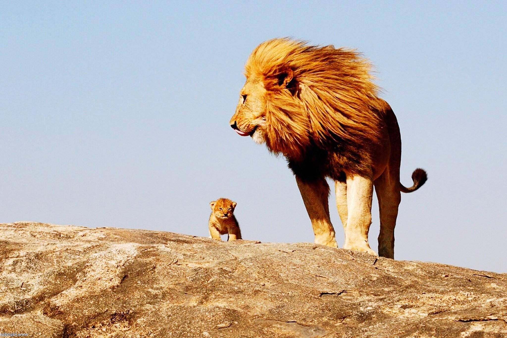 Большой мудрый зверь. Лев и Львенок. Лев картинки. Лев Король зверей. Лев царь зверей.