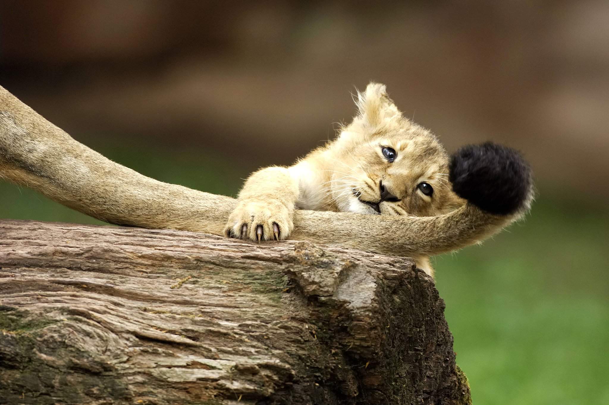 рычать мультяшный. кисточка льва. кисточка хвоста льва. хвост с кисточкой. хвост львенка.