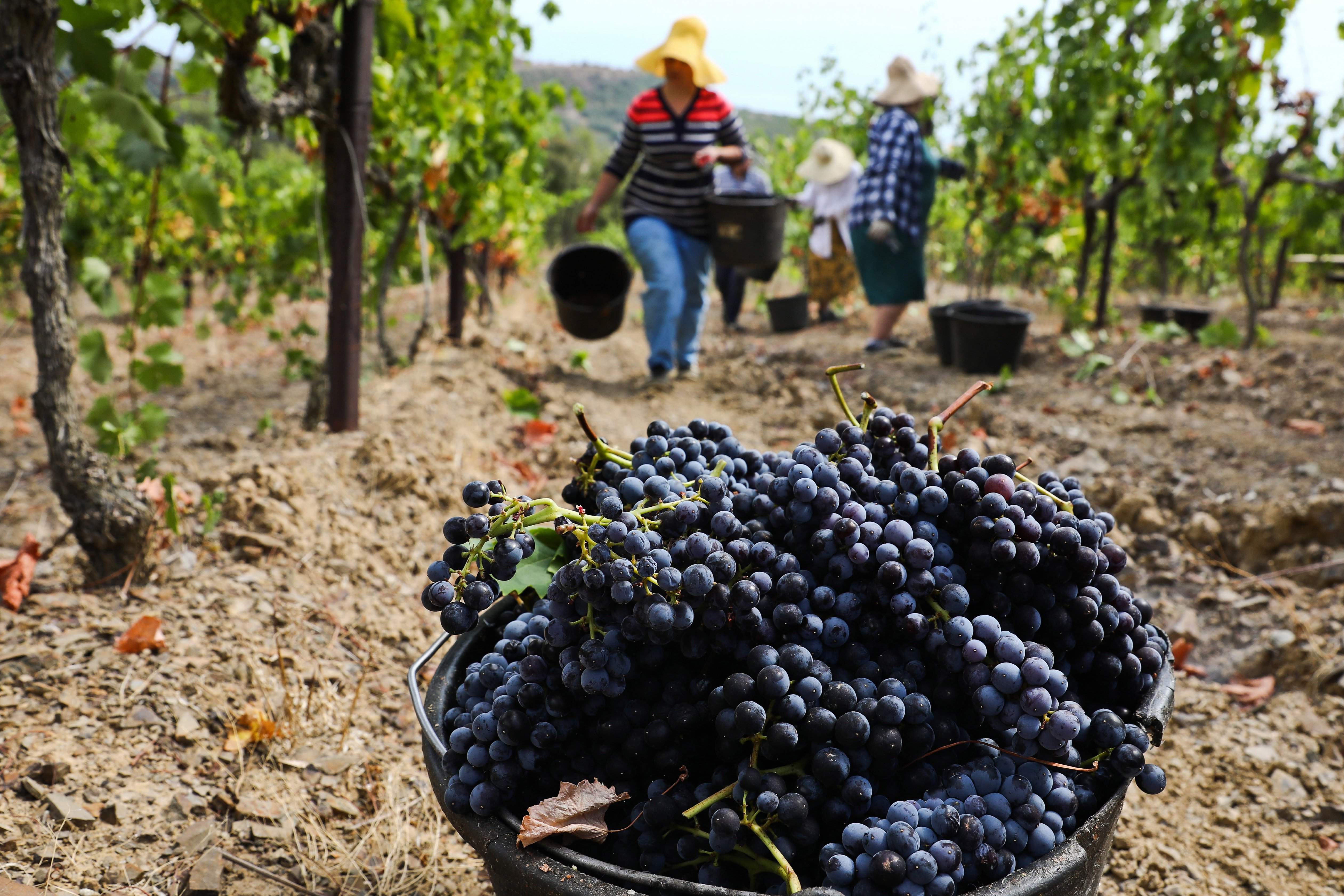 Виноградарство и виноделие Краснодарского края