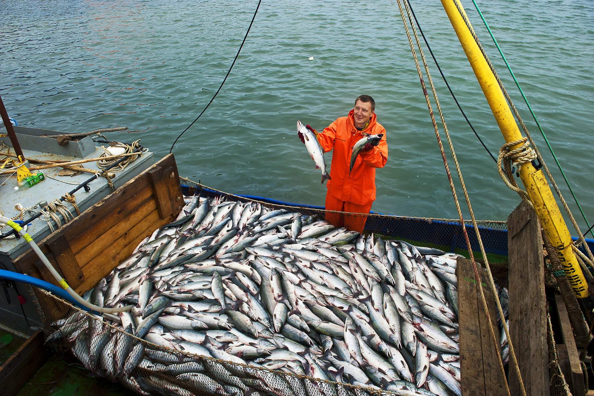 Промысловый лов рыбы. Рыбопромышленный комплекс дальнего Востока. Рыбная промышленность Приморья. Рыбная промышленность дальнего Востока. Промысел рыбы.