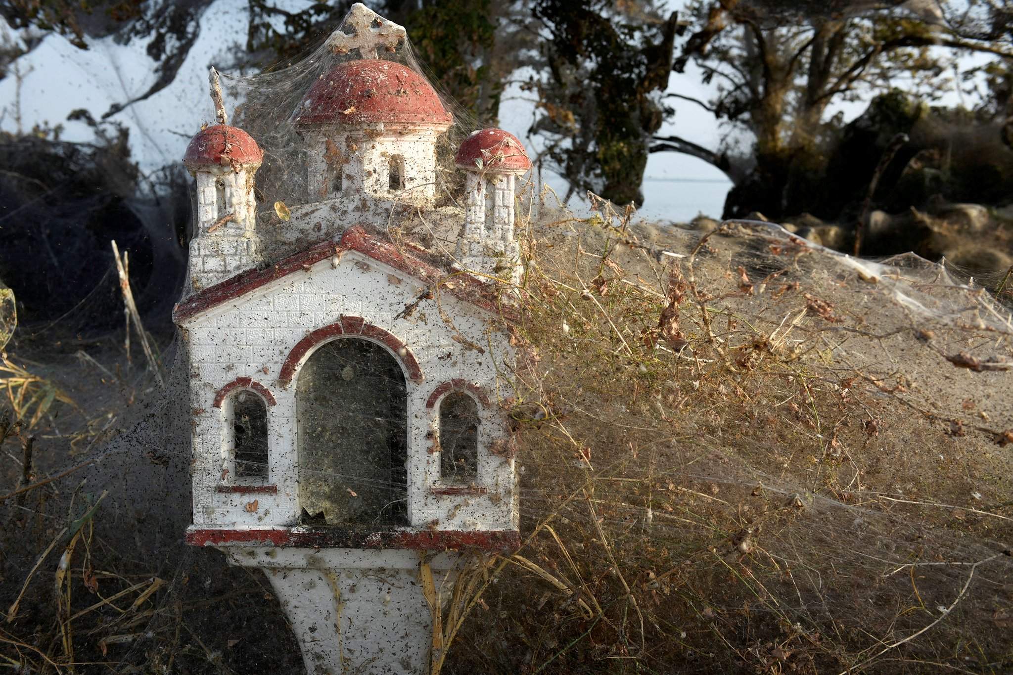 Попала в паутину: Греция переживает нашествие пауков | Фотогалереи |  Известия