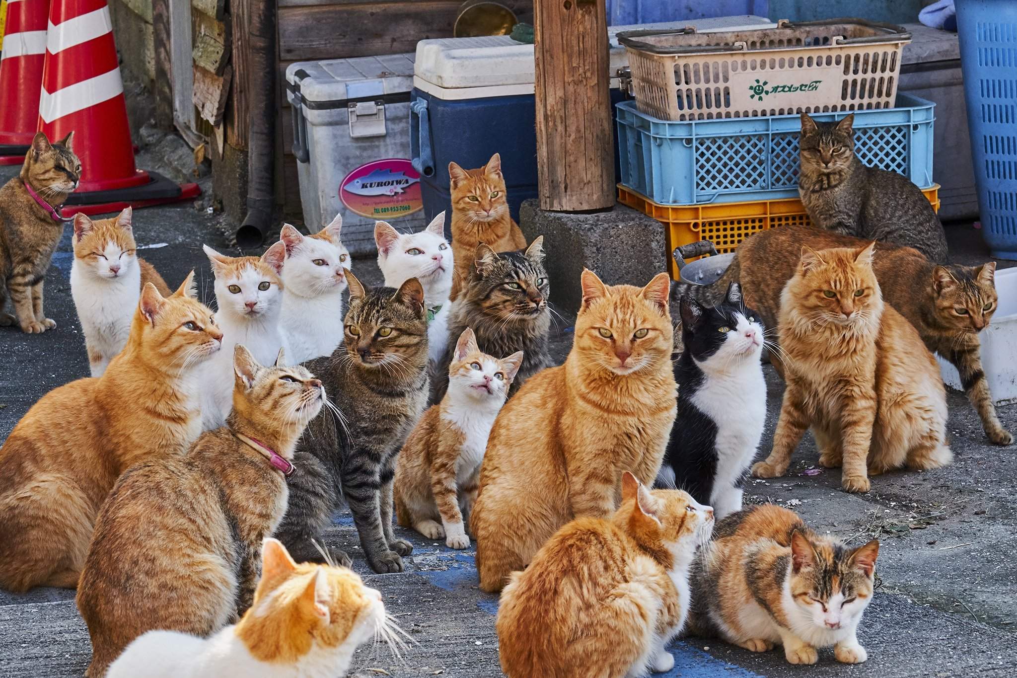 Включи много котика. Тасиро остров кошек. Остров Аосима остров кошек. Тасиро остров кошек в Японии. Остров Фраджост кошачий остров.