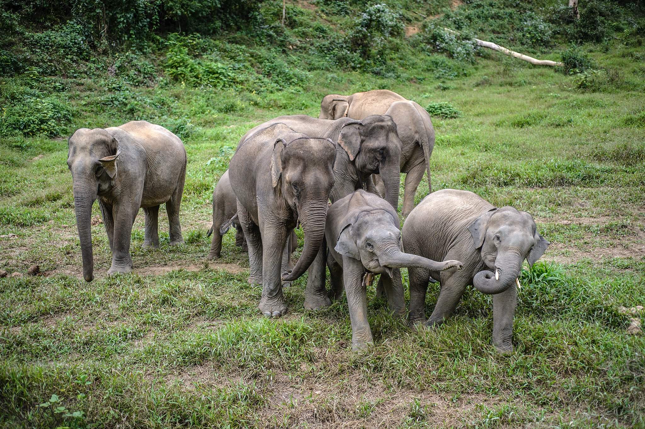 Известно что индийский слон крупное наземное. Лаос слоны. Фауна Лаоса. Животные Камбоджи. Камбоджа слоны.