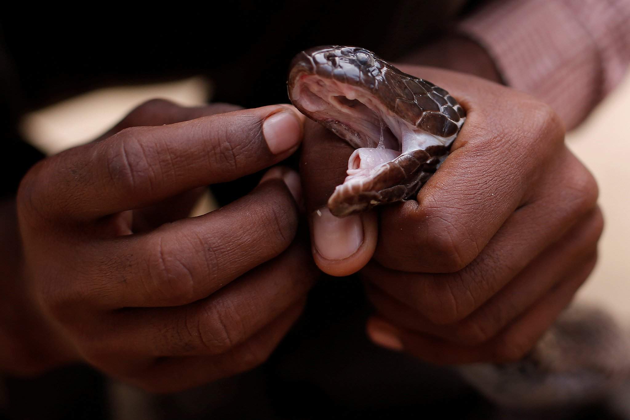 Snake Charmer Gif