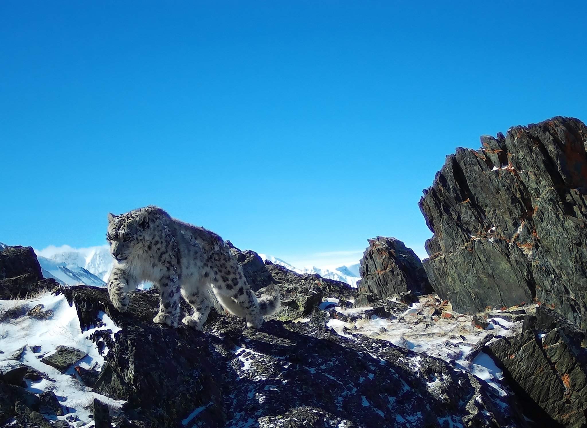 Характеристики Картина Linxone "Снежный барс, большая кошка, хищник, скалы", 50 