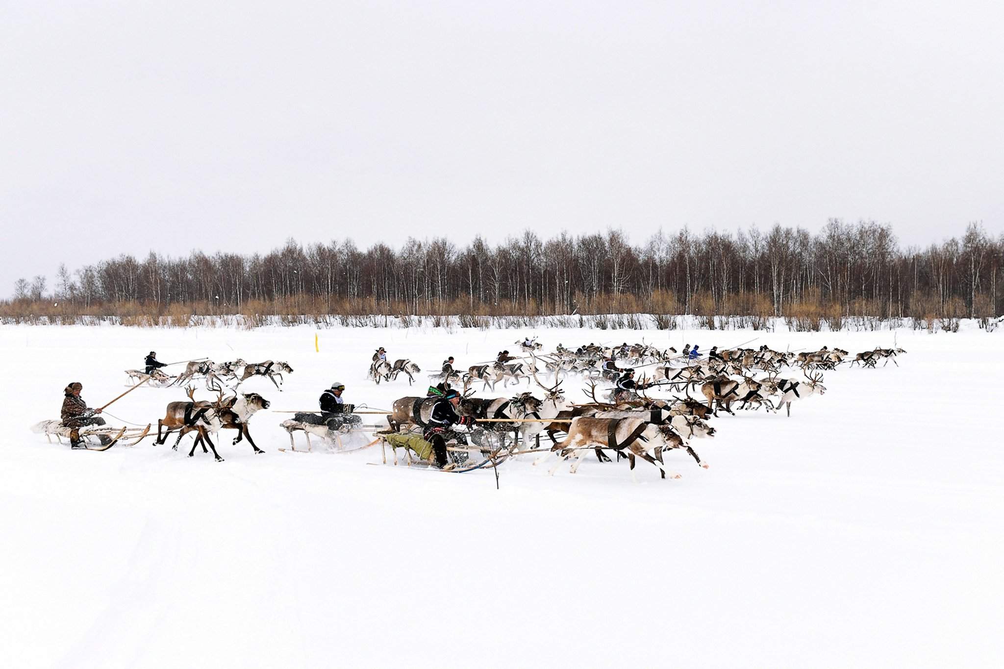 А олени — лучше: как на Крайнем Севере празднуют День оленевода |  Фотогалереи | Известия