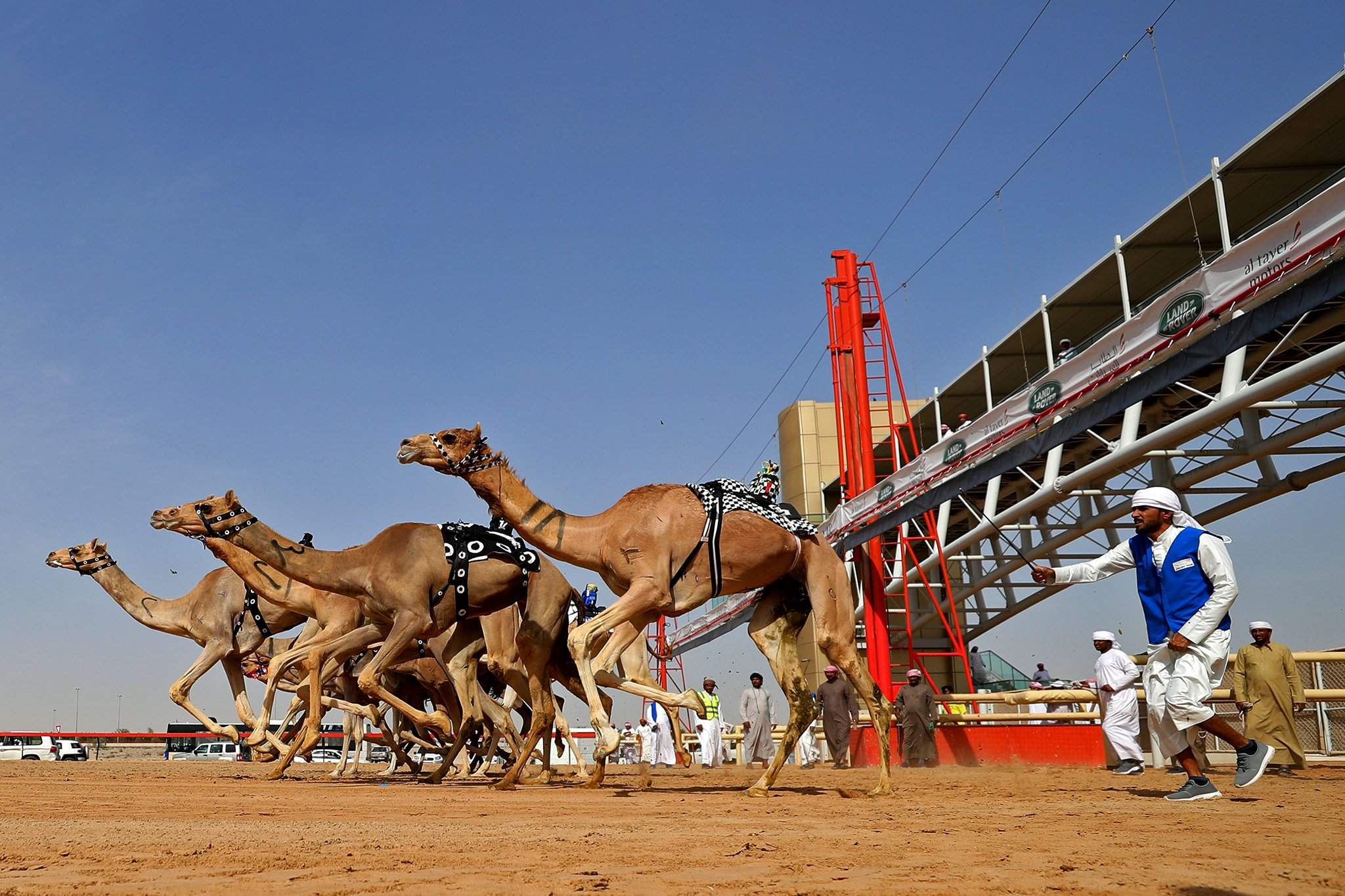 Дубайские скачки. Арабские эмираты верблюжьи бега. Верблюжьи бега в Дубае. Гонки на верблюдах в арабских Эмиратах. Верблюжьи бега в ОАЭ.