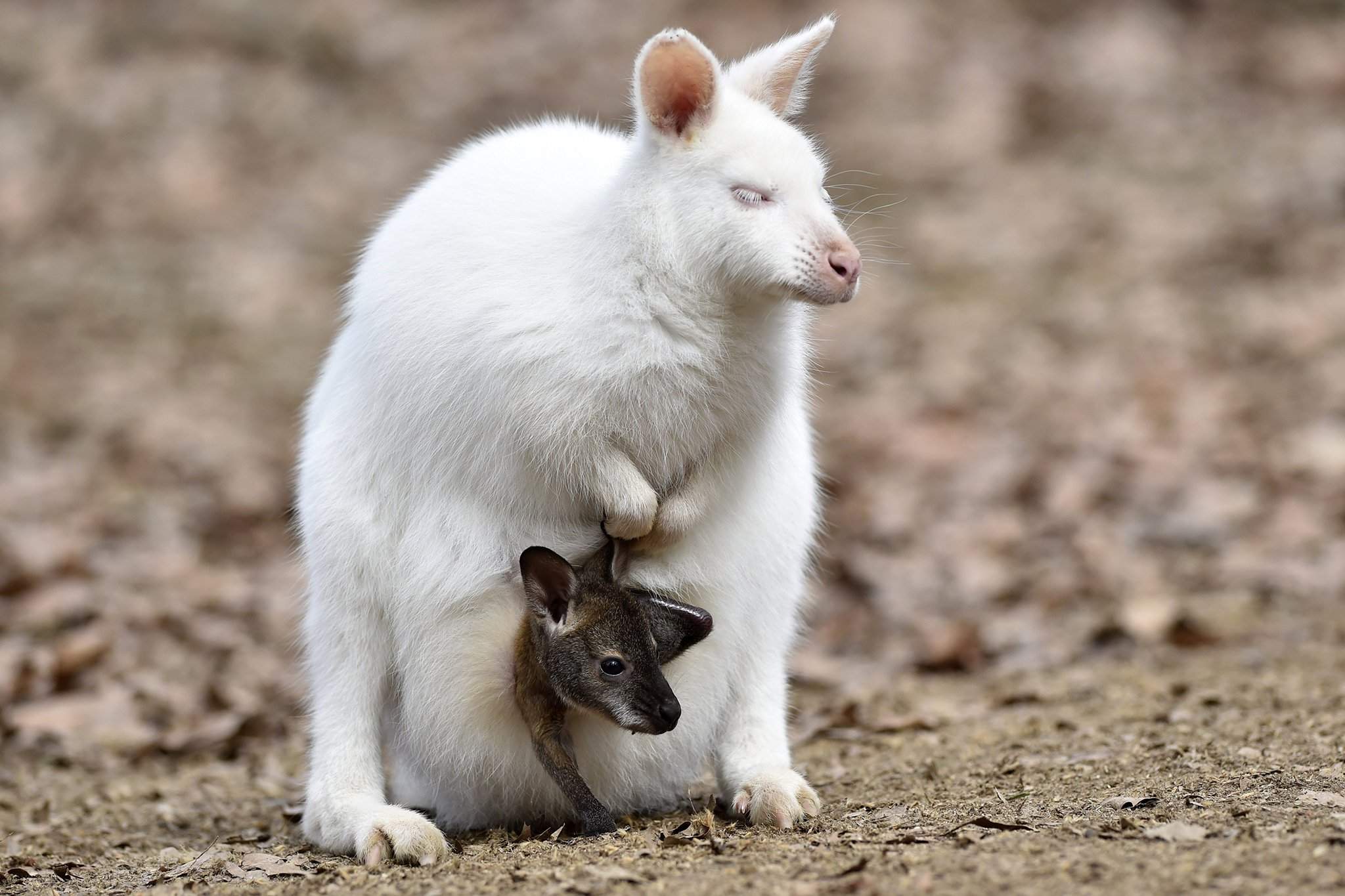Белый, хвостатый: как выглядят животные-альбиносы | Фотогалереи | Известия