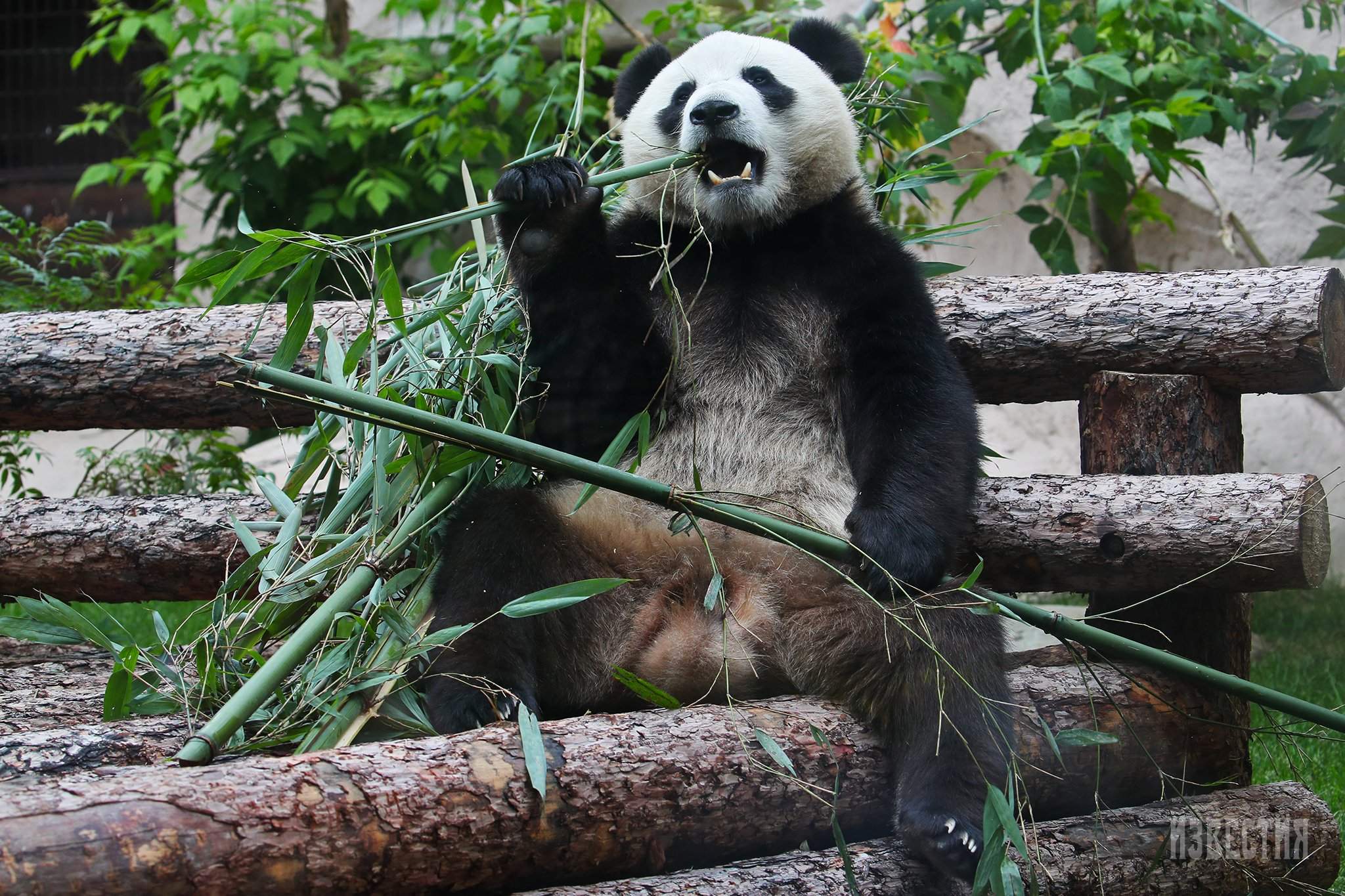 Где панды в московском зоопарке. Панда жуи в Московском зоопарке. Зоопарк Москва панды жуи. Панда в Московском зоопарке.