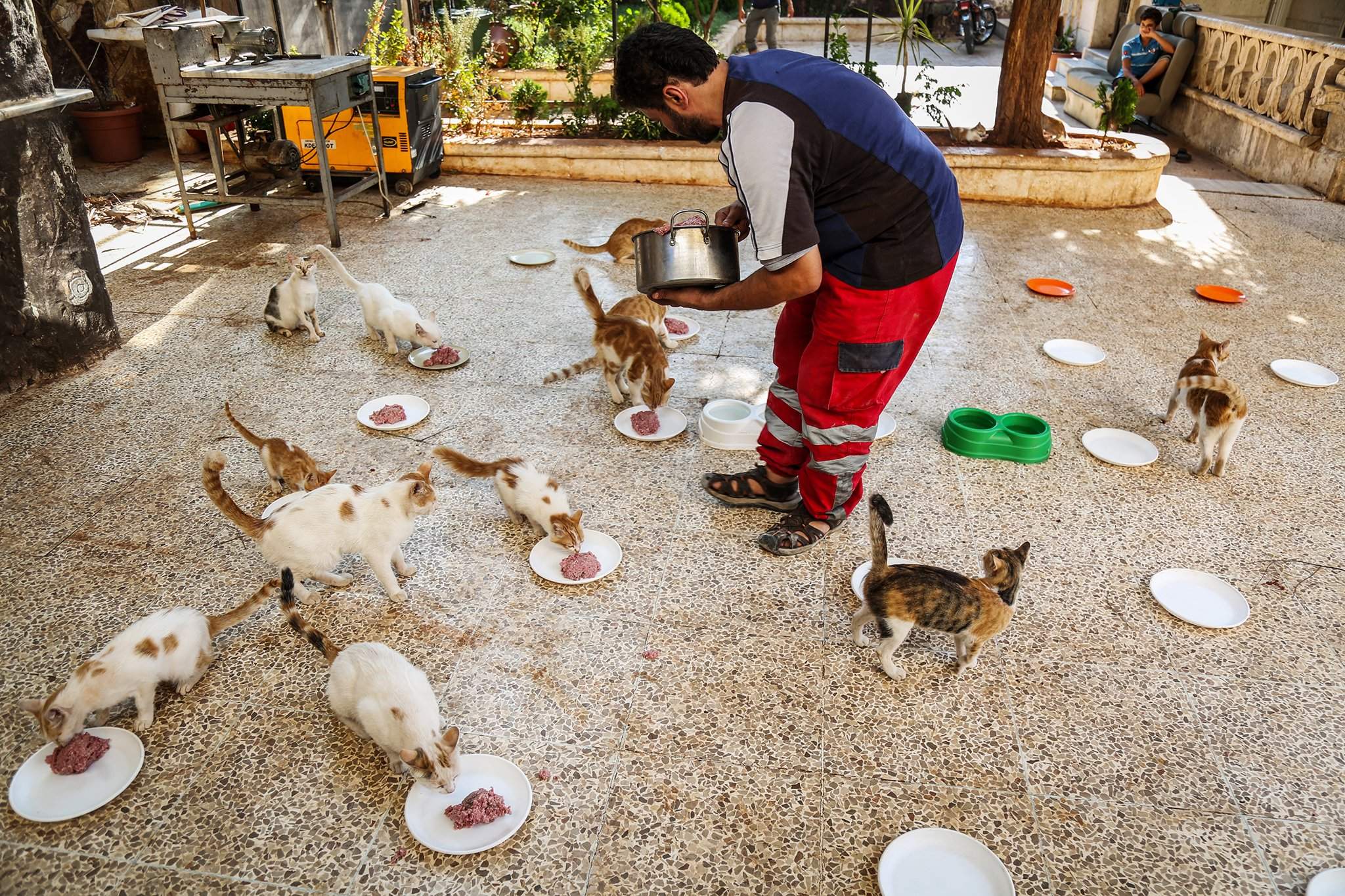 Кидать кошку. Человек кормит животных. Волонтеры кормят животных. Кошачий приют. Подкармливать животных.