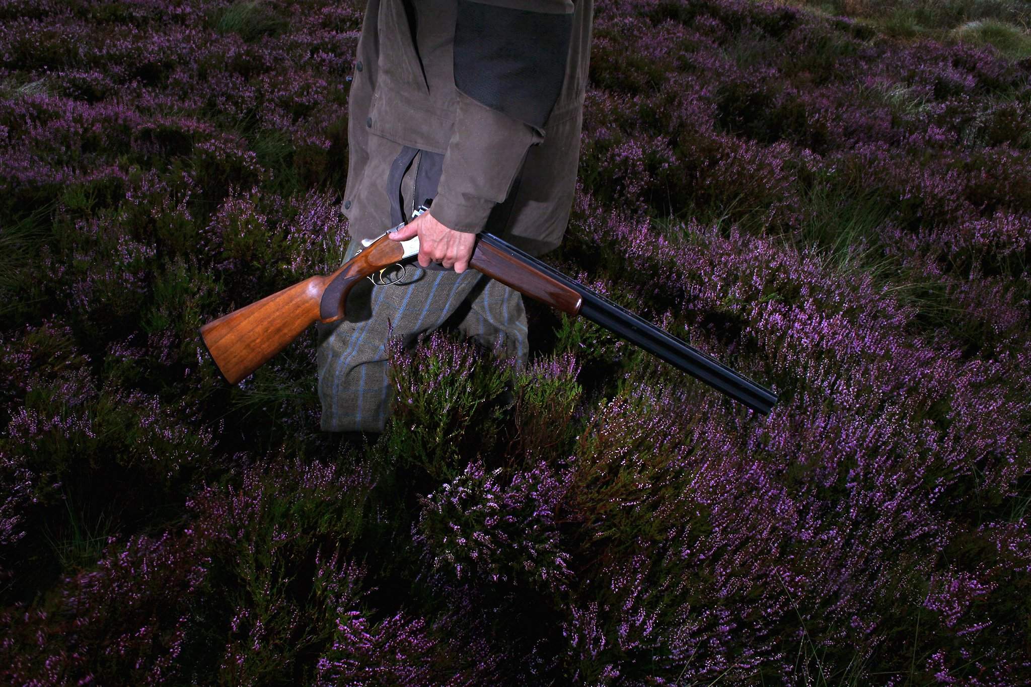Охота в Шотландии. Охотники в Шотландии. Чертополохом окуривали ружья чтобы. Мы стреляем по холмам