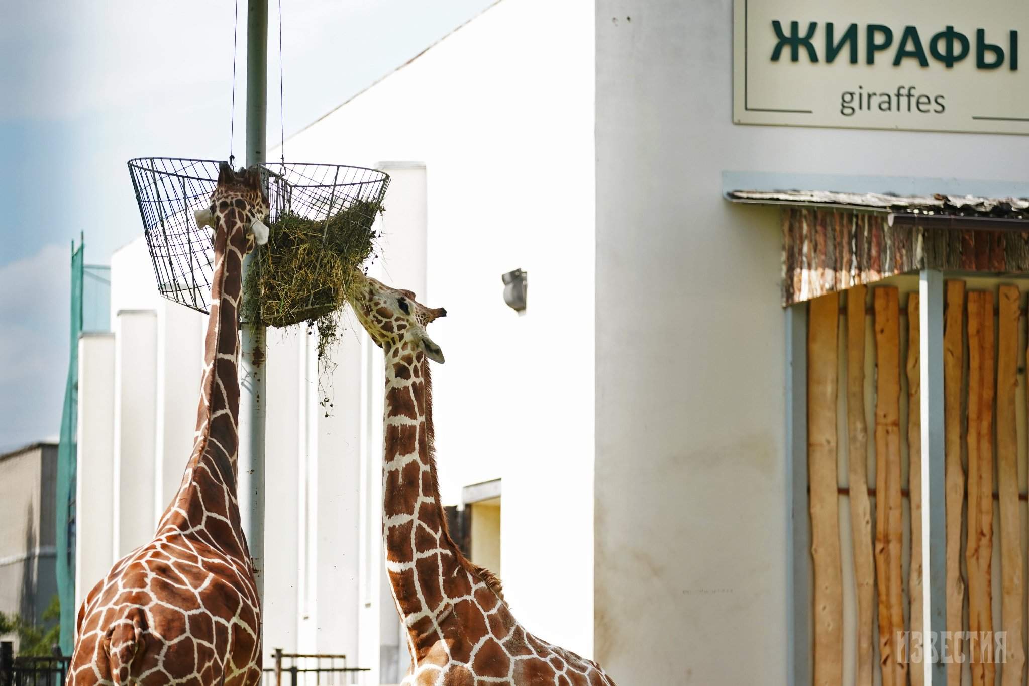 Сами с усами: как живут обитатели Калининградского зоопарка | Фотогалереи |  Известия