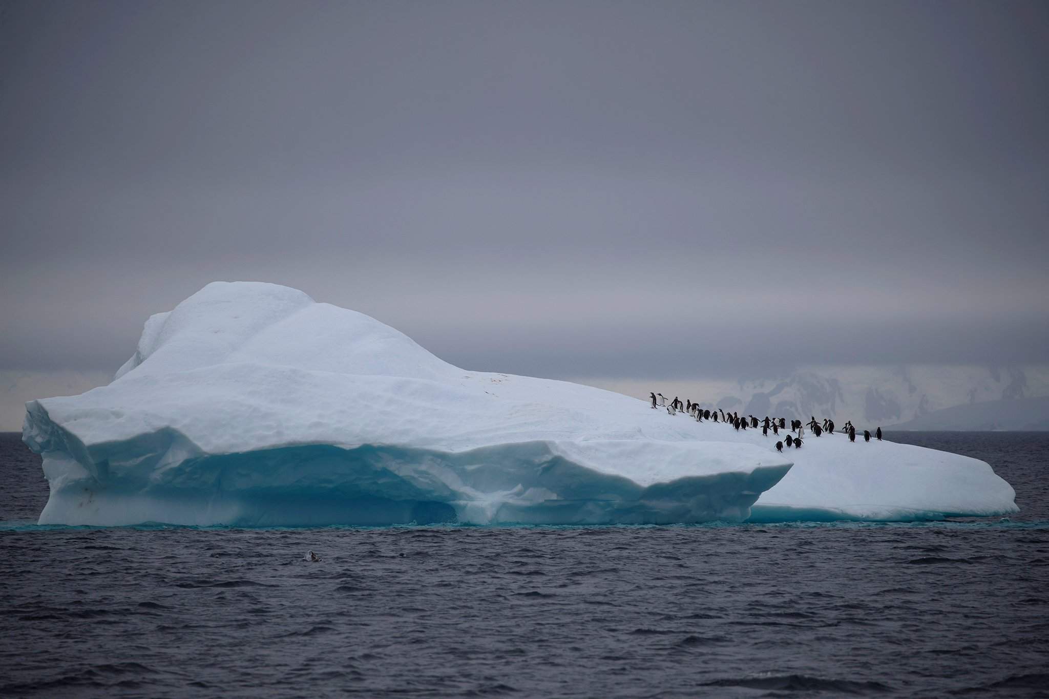 у берегов антарктиды