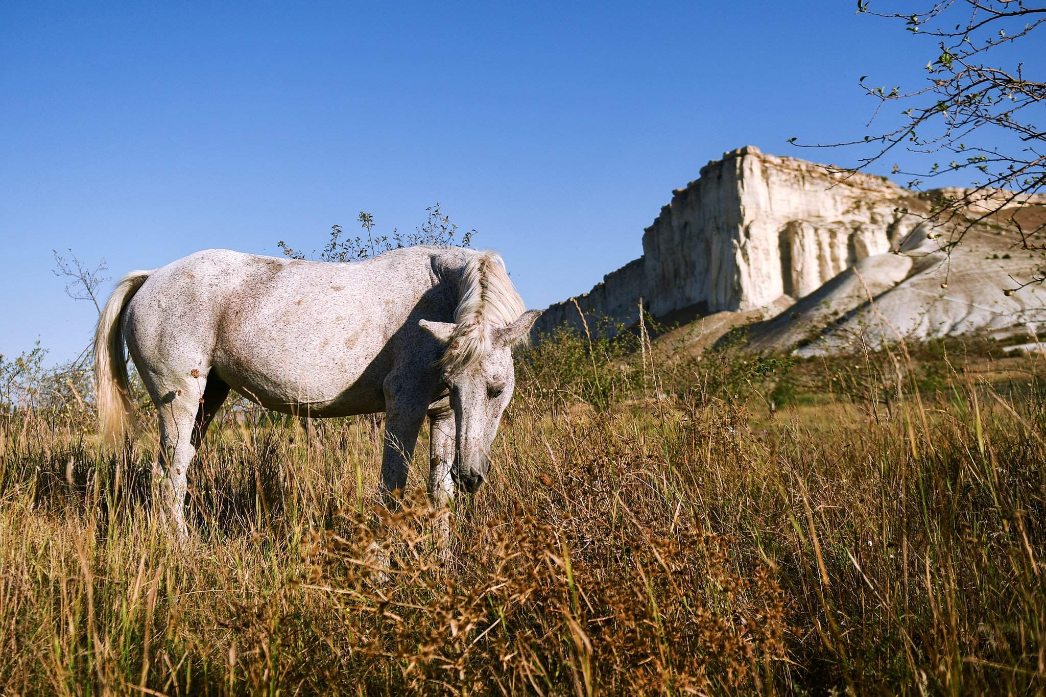 Белая скала Крым лошади