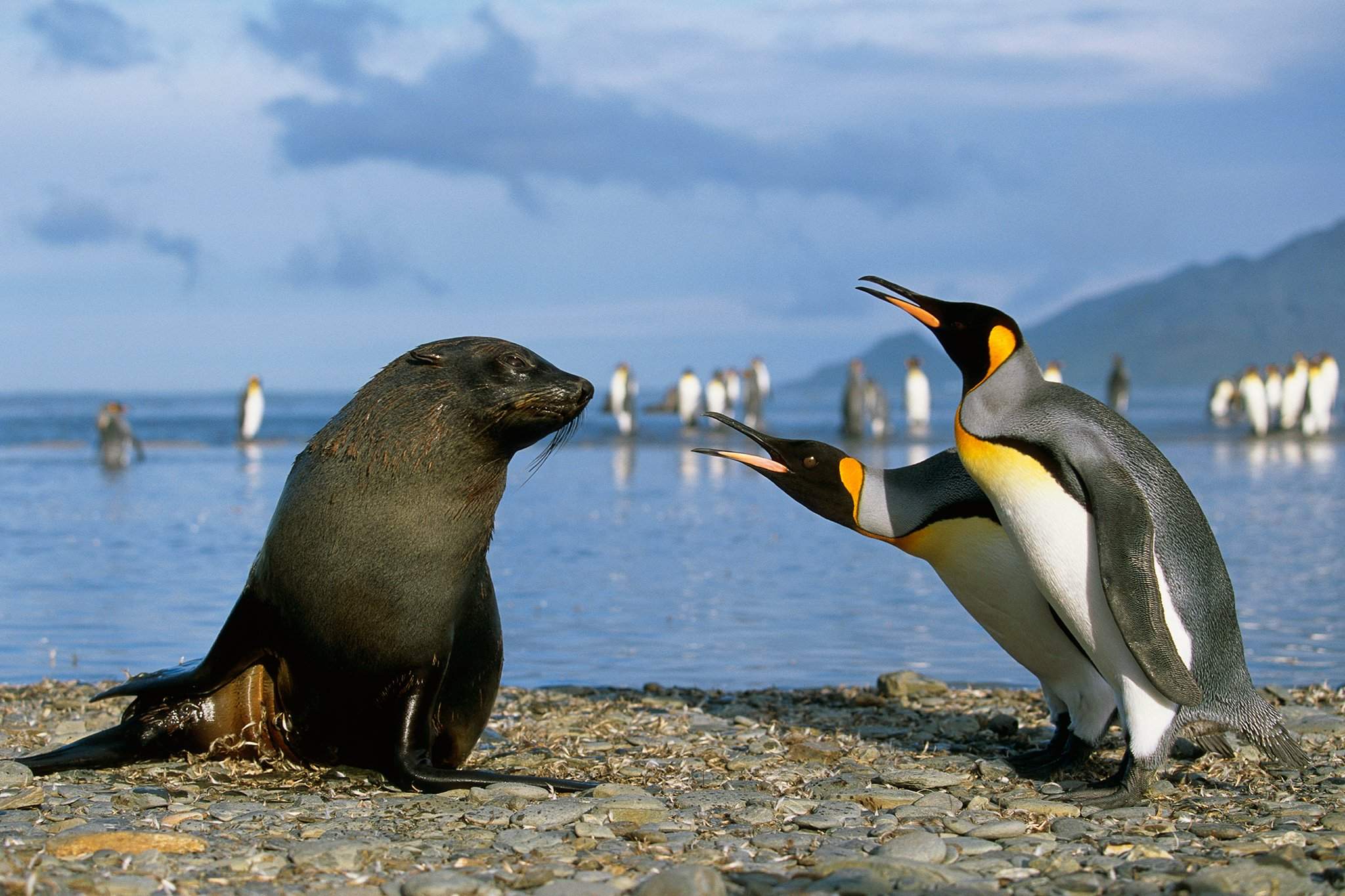 Пингвины в дикой природе. Королевский Пингвин в Антарктиде. Галапагосы морской заповедник пингвины. Ластоногие пингвины. Королевский Пингвин птицы Антарктики.
