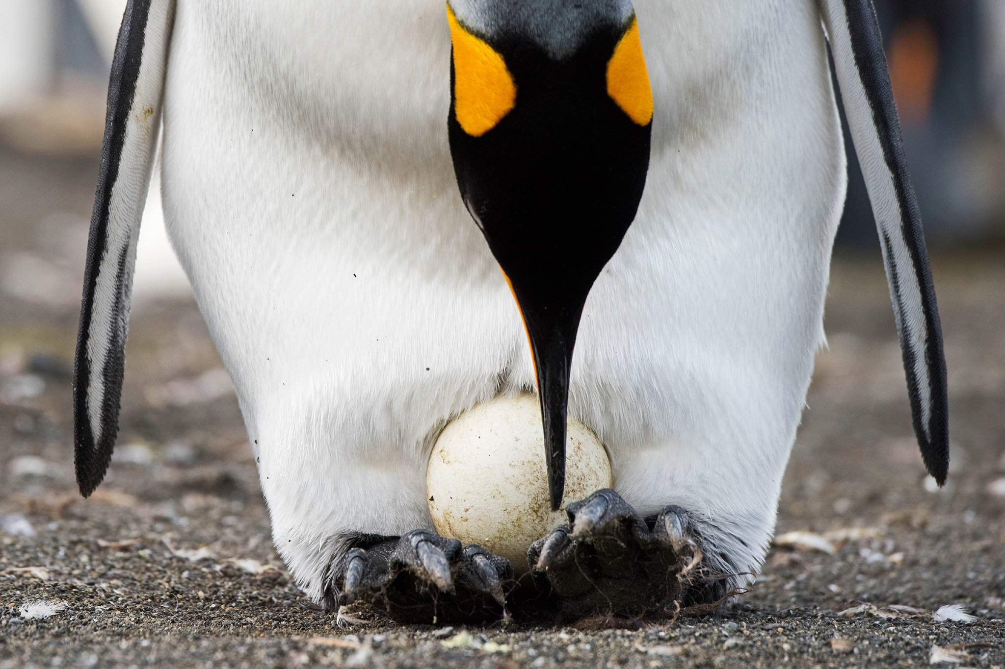 Императорский Пингвин высиживает яйцо