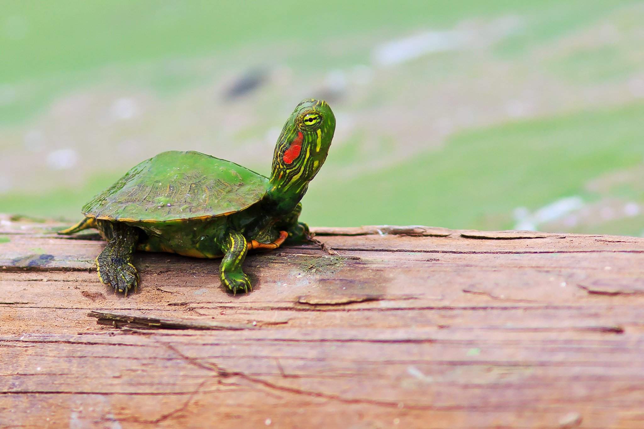 Почему черепахи живут дольше