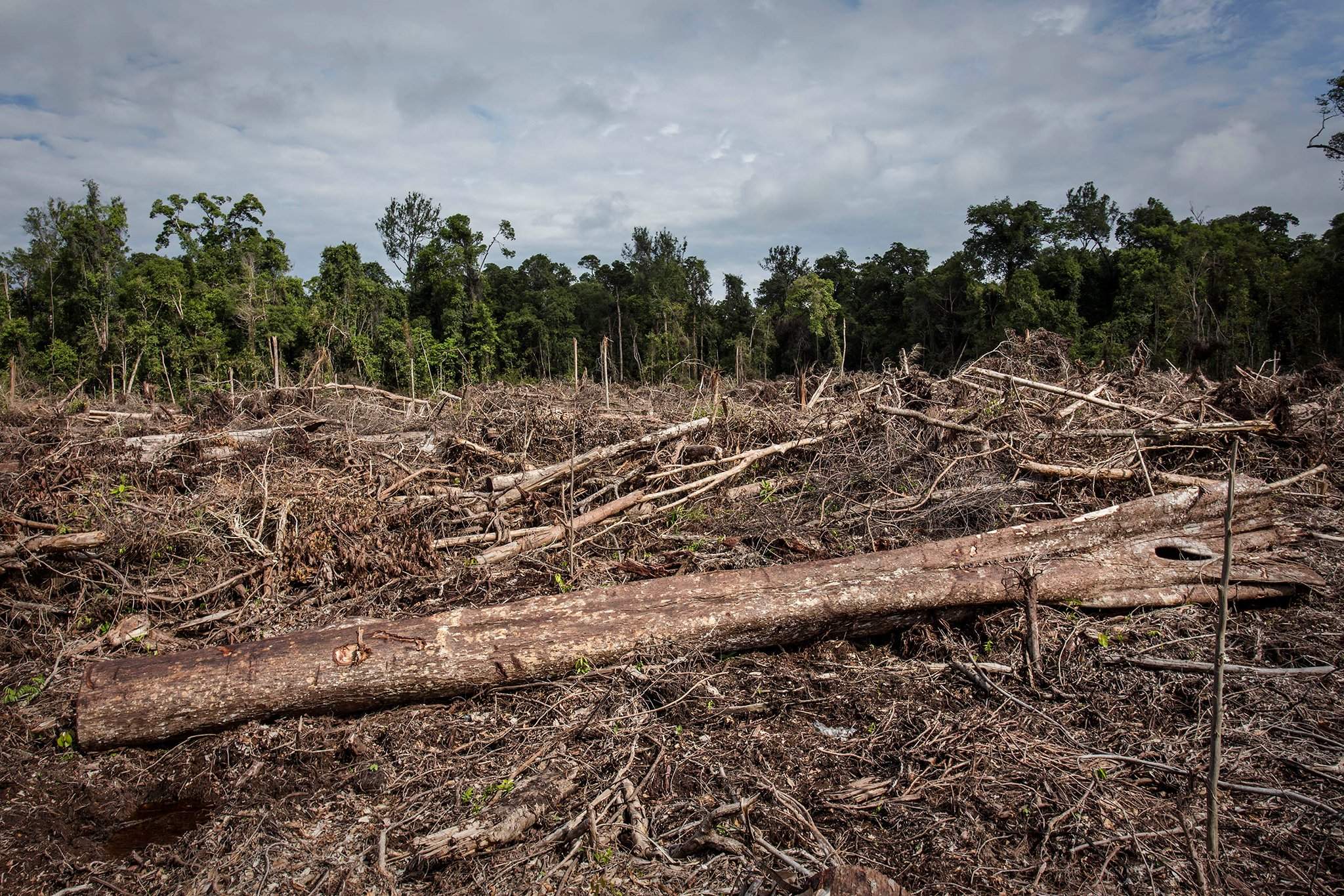 Clearing forests. Обезлесение в Индии. Обезлесение тропических лесов. Обезлесение Западной Африки. Вырубка тропических лесов.