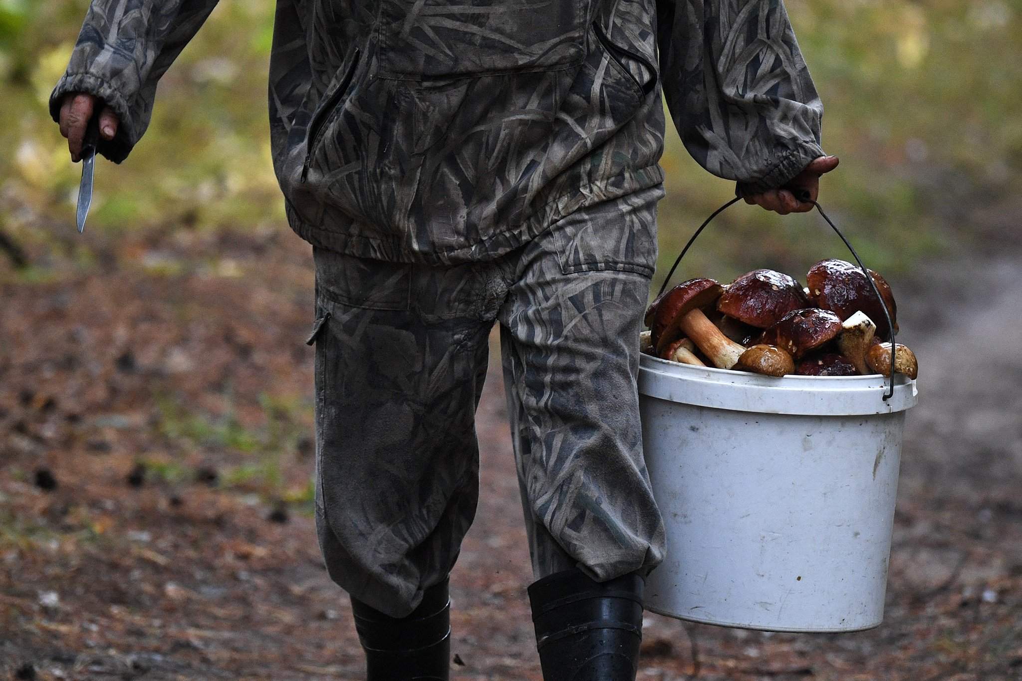 Штраф за грибы и ягоды 2024. Гриб за который штраф миллион. Грибник карикатура. Штраф за грибы и ягоды 2024. Трутовик ивовый.