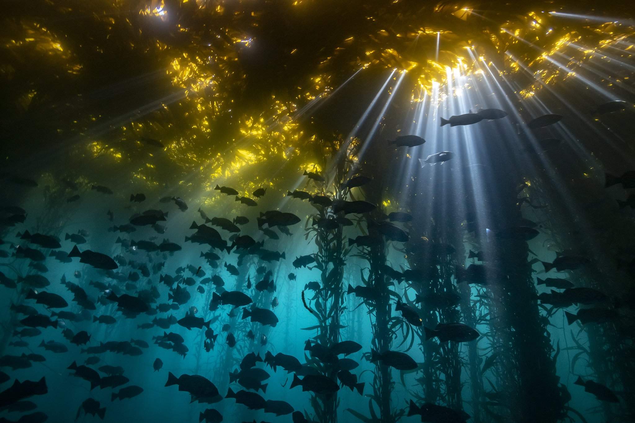 Подводные джунгли