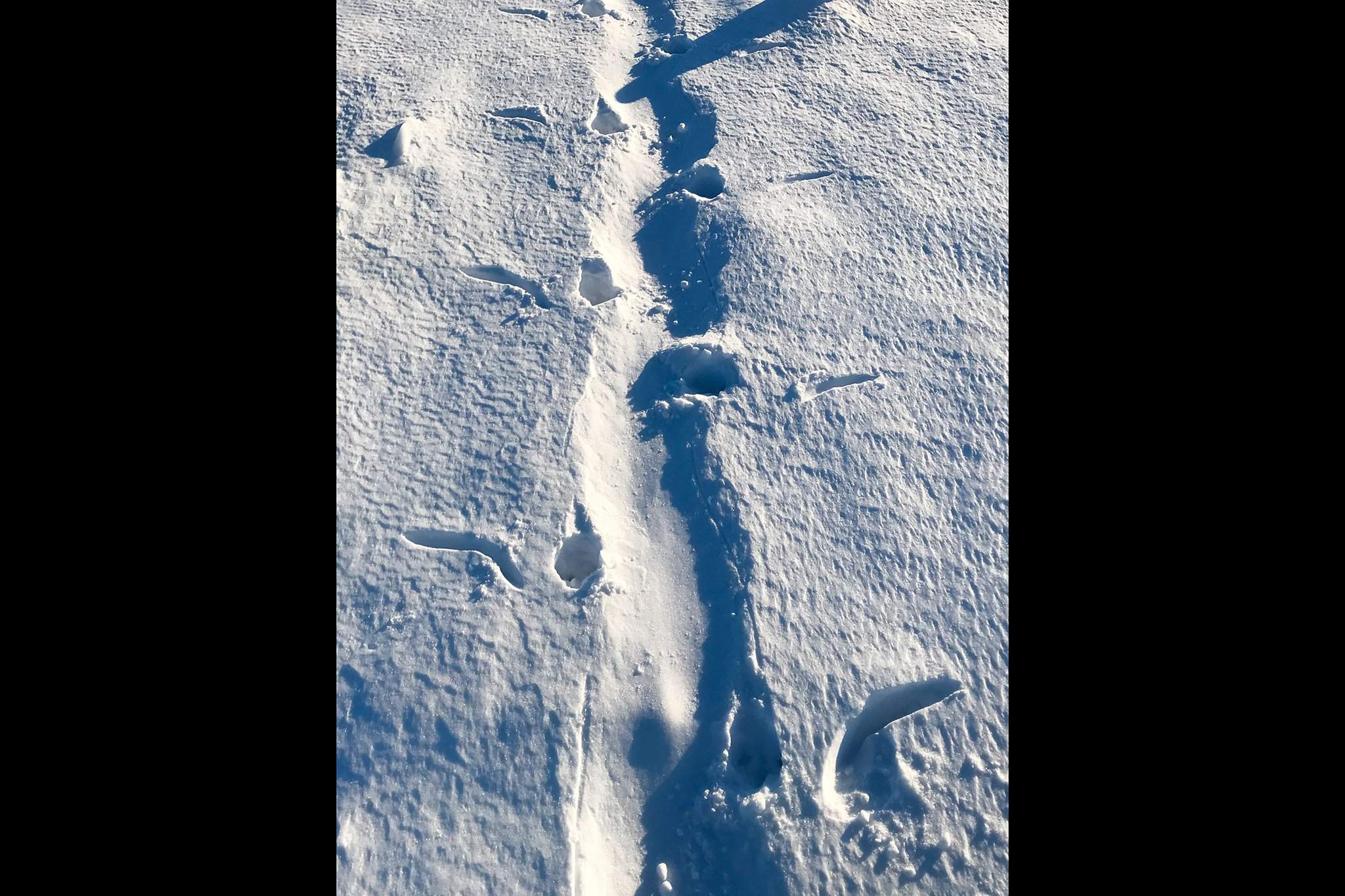На снегу около берега виднелись следы словосочетания. На снегу около берега виднелись следы словосочетания. Следы на снегу. Под сосной на снегу виднеются совсем свежие следы. Пушистый снег накрыл деревья 2 класс.