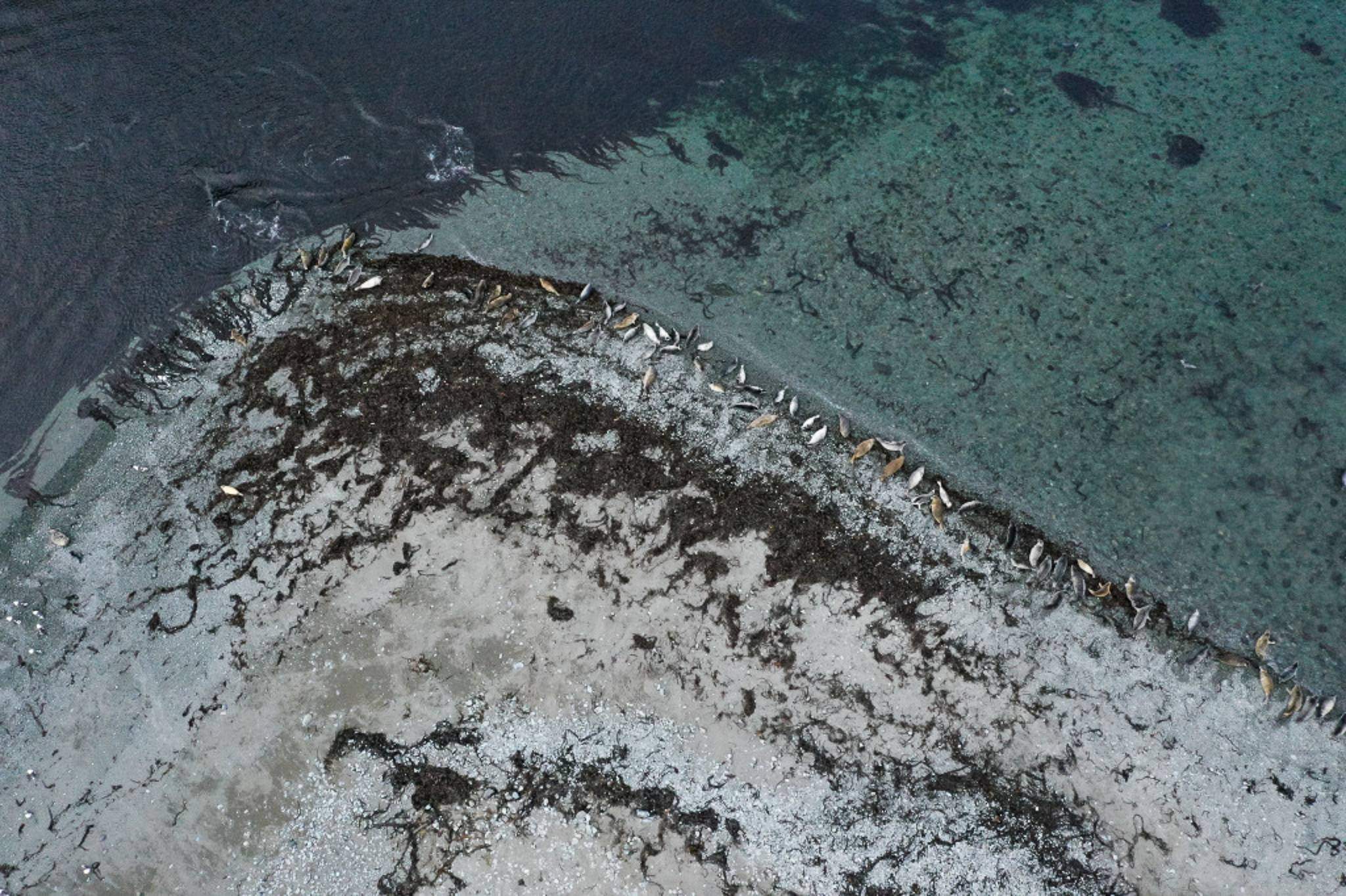 Остров Тюлений космоснимок