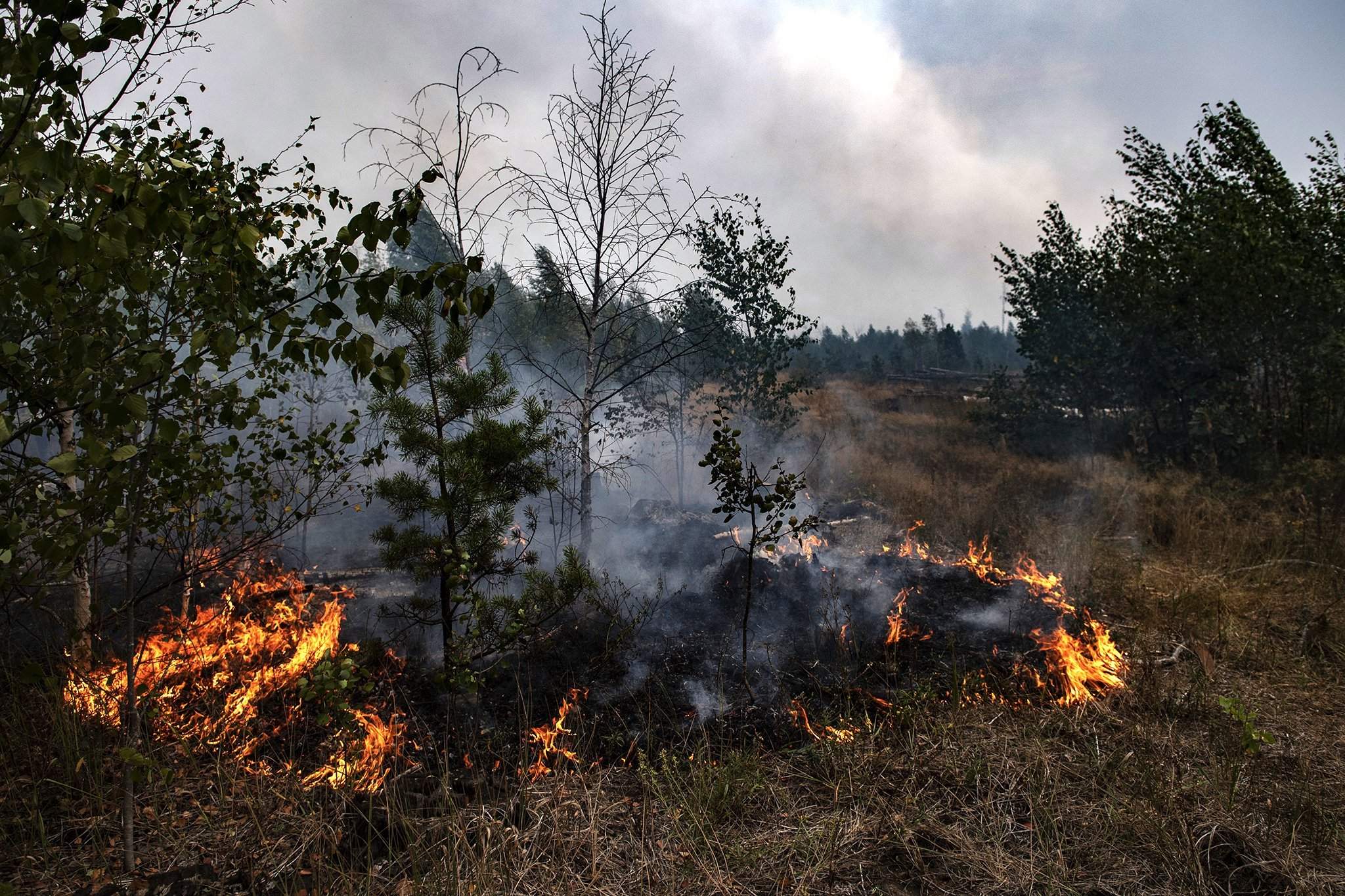 В каких областях пожар. Лесные пожары в Рязанской области в 2022 году. Пожар Рязань лес 2022. Лесные пожары в Рязани и Рязанской области. Пожар в лесу.