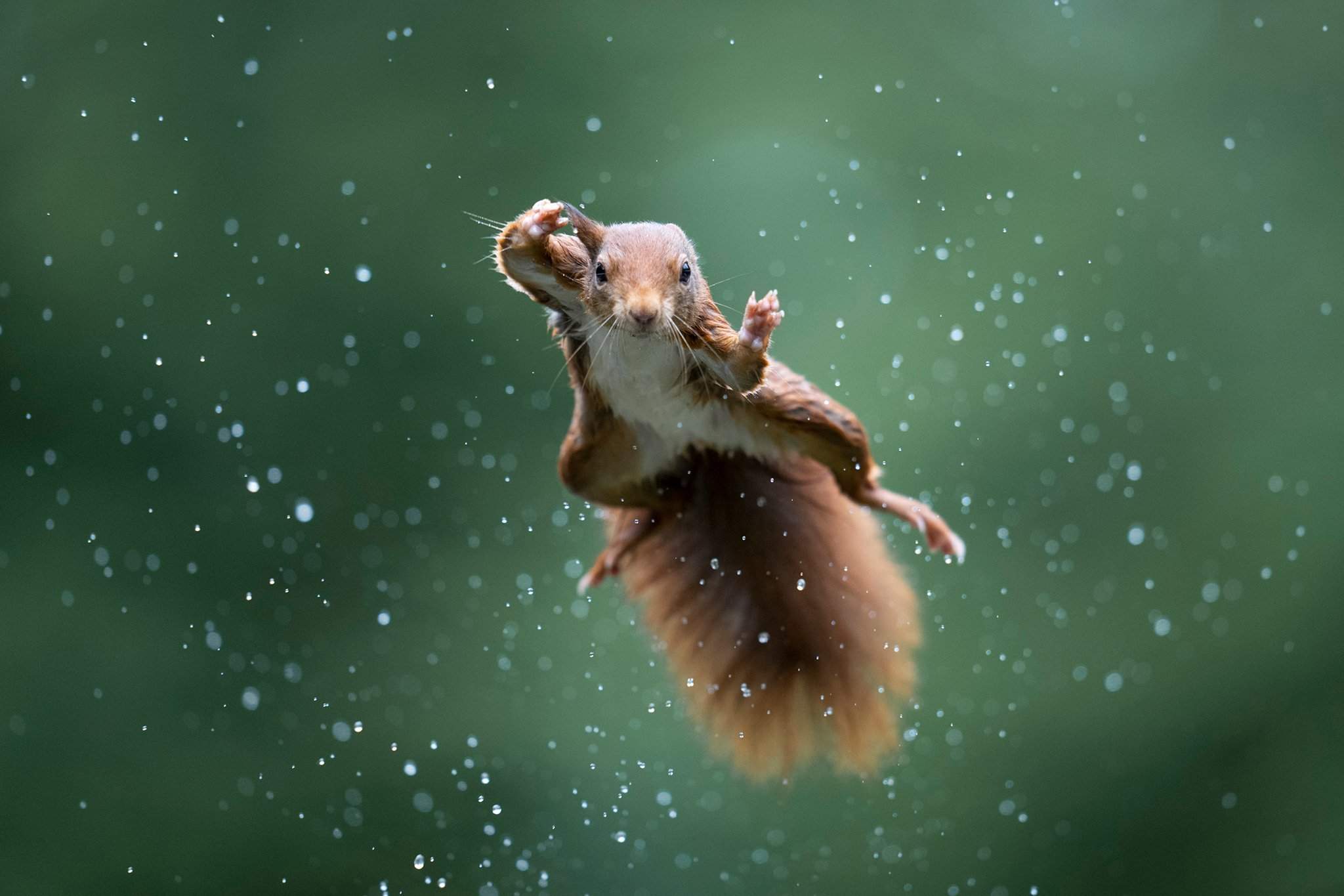 Comedy Wildlife Photography Awards 2022