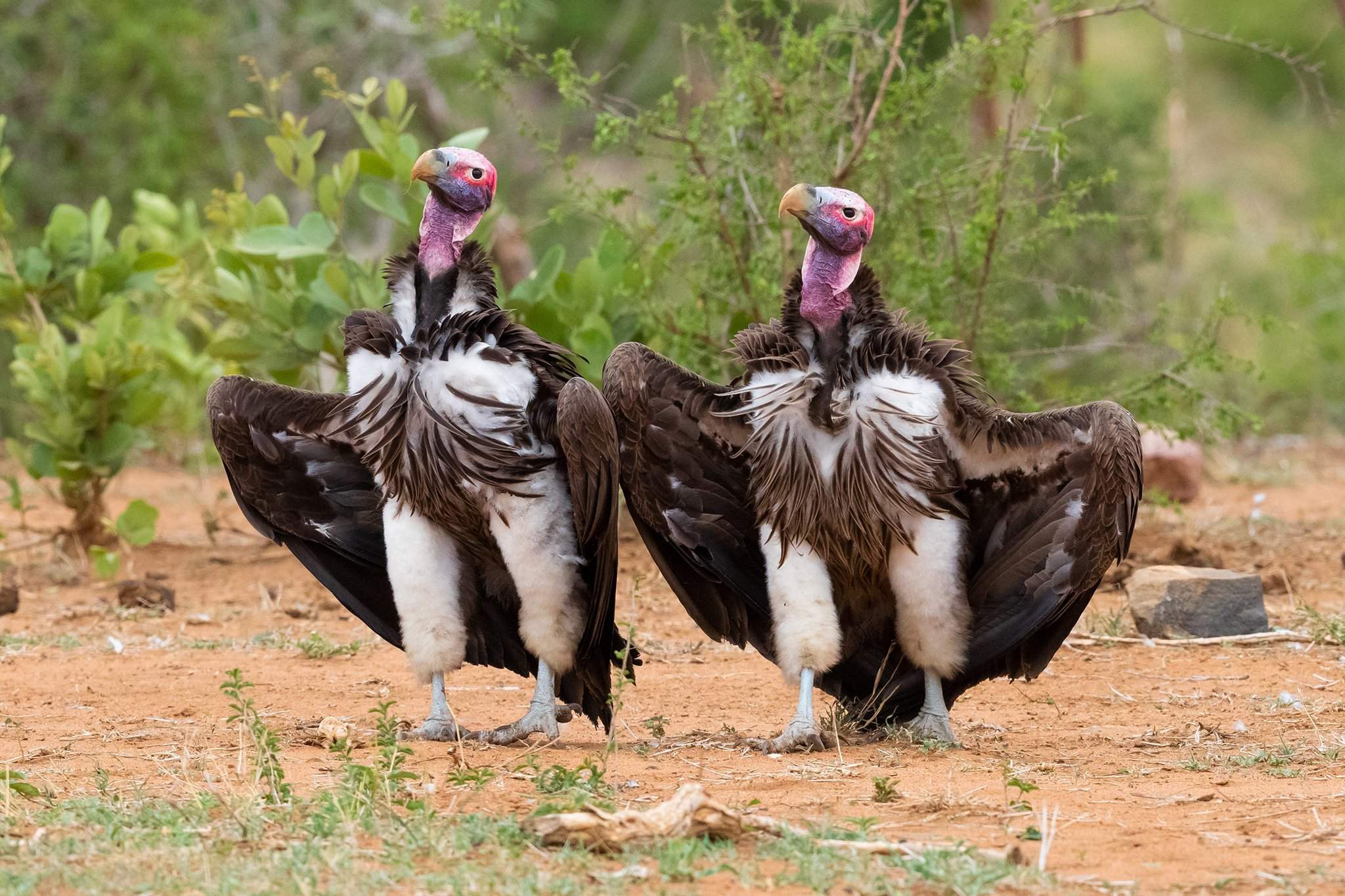 Comedy Wildlife Photography Awards 2022 Зебра