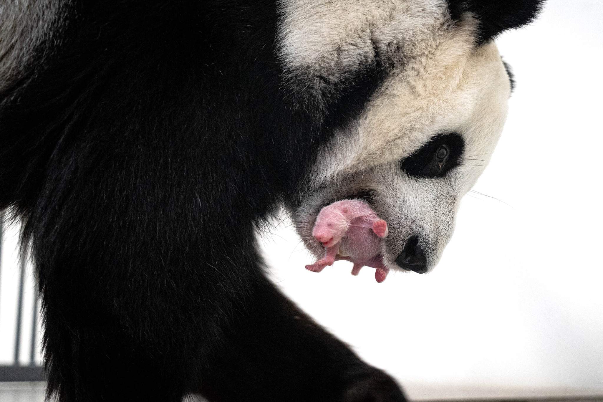 Московский зоопарк диндин. Панда самец и самка. Панды родились. Newborn Panda Pairi Daiza. Большая Панда рожает.