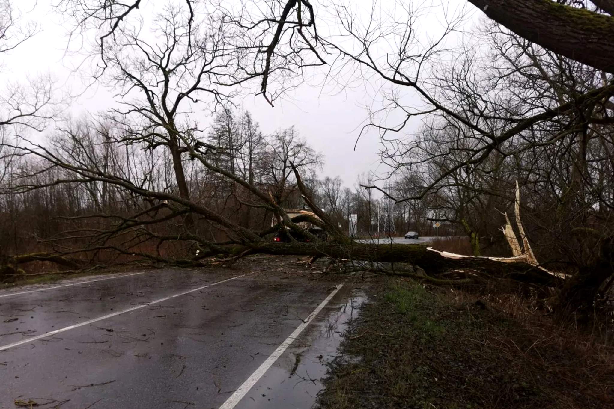 Где был сильный ветер. Ураган в Калининградской области. Штормовой ветер в Калининграде. Поваленное дерево на дороге.
