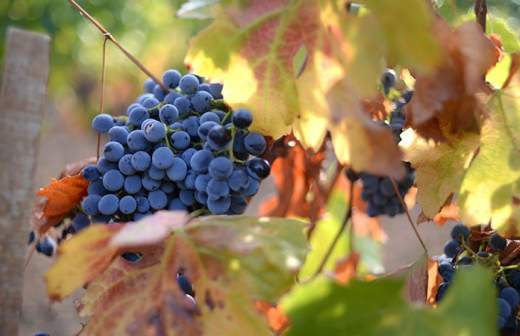 Виноград сорвал план по импортозамещению