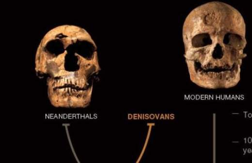 Антропологи нашли на Алтае зуб нового подвида Homo