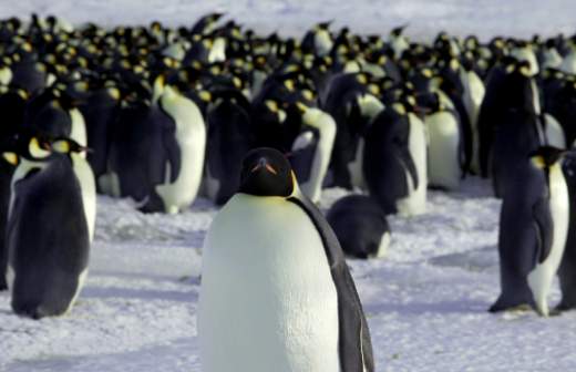 Глава Минприроды предложил сделать 2020 год Годом Антарктиды